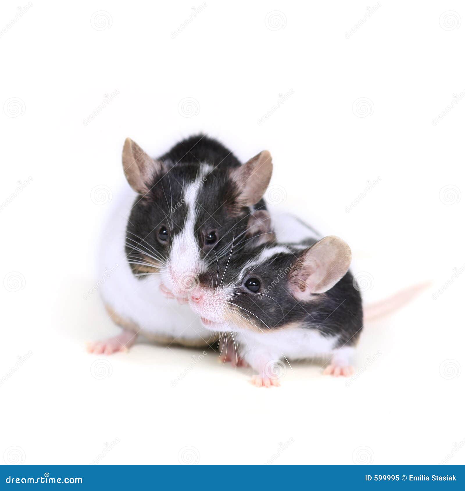 Love And Health As A Mouse Trap Valentine Rat Sweet Photo