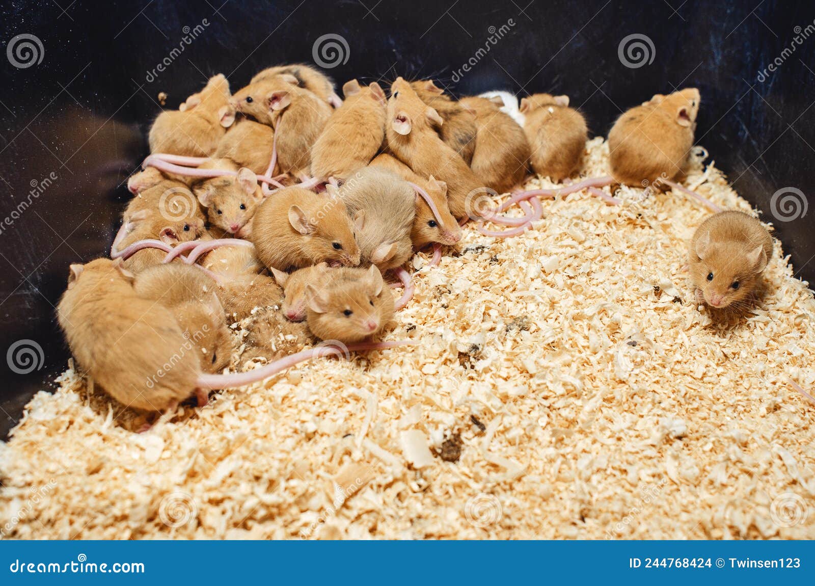 Mice on Sawdust in a Cage. Breeding Mice Stock Photo Image of fluffy