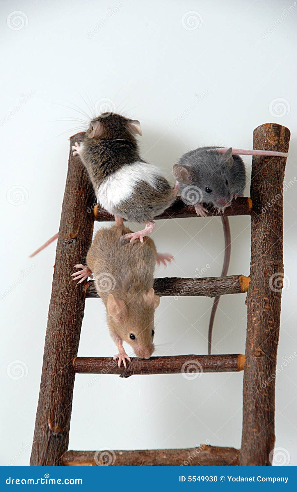 mice on toy staircase