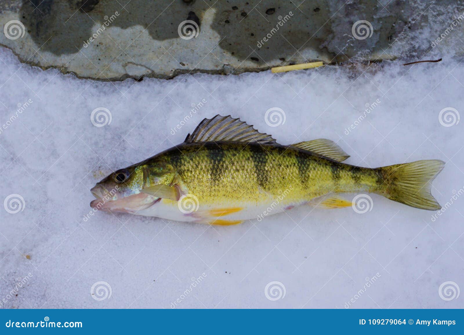 Michigan Freshwater Yellow Perch Stock Photo - Image of pecking, black:  109279064