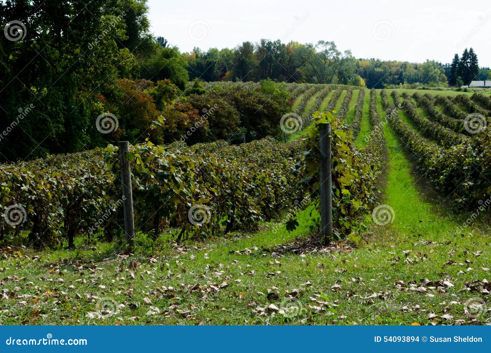 Michigan vineyard stock photo. Image of peaceful, america 54093894