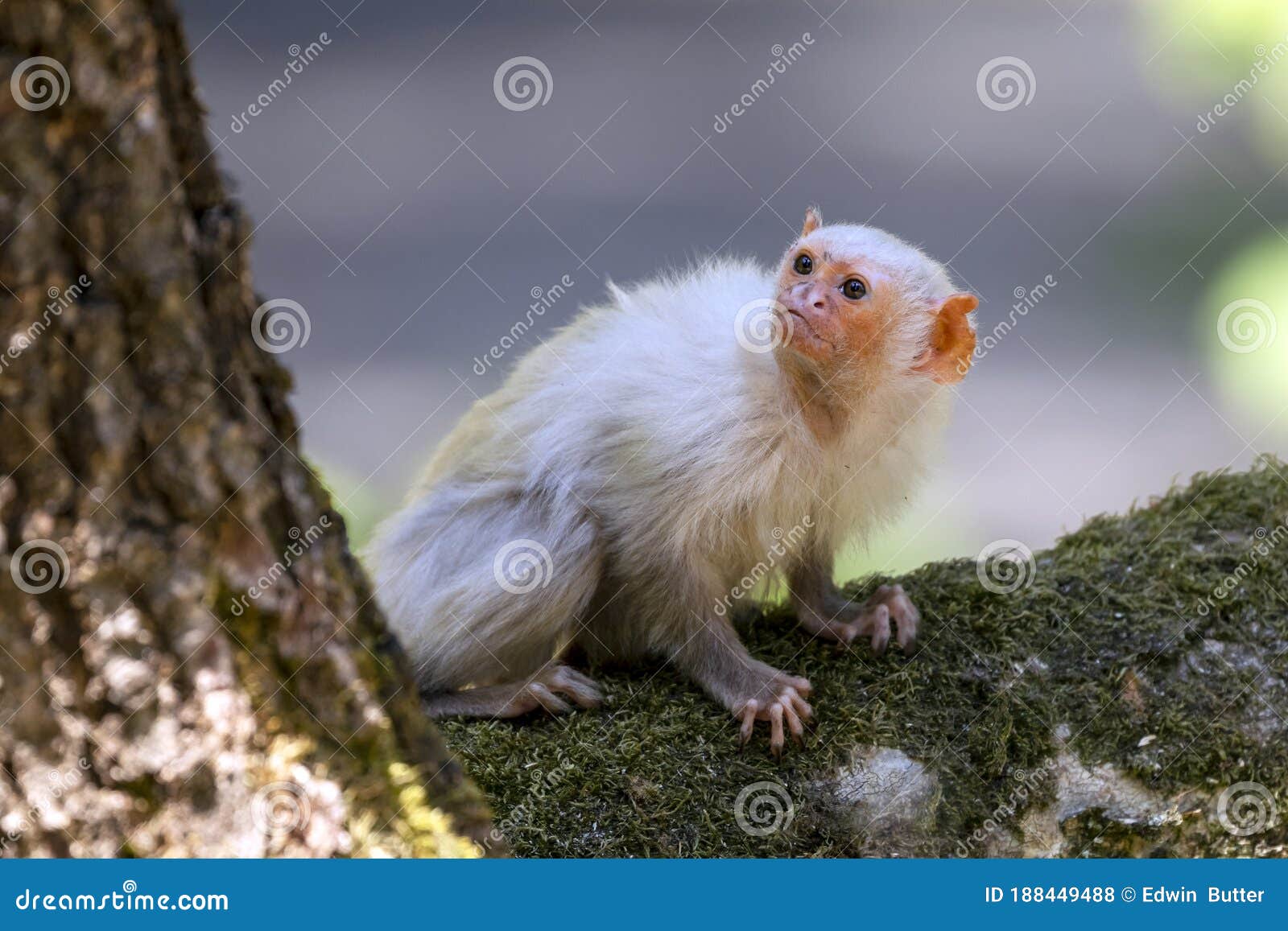mico argentatus, cute monkey sitting branch