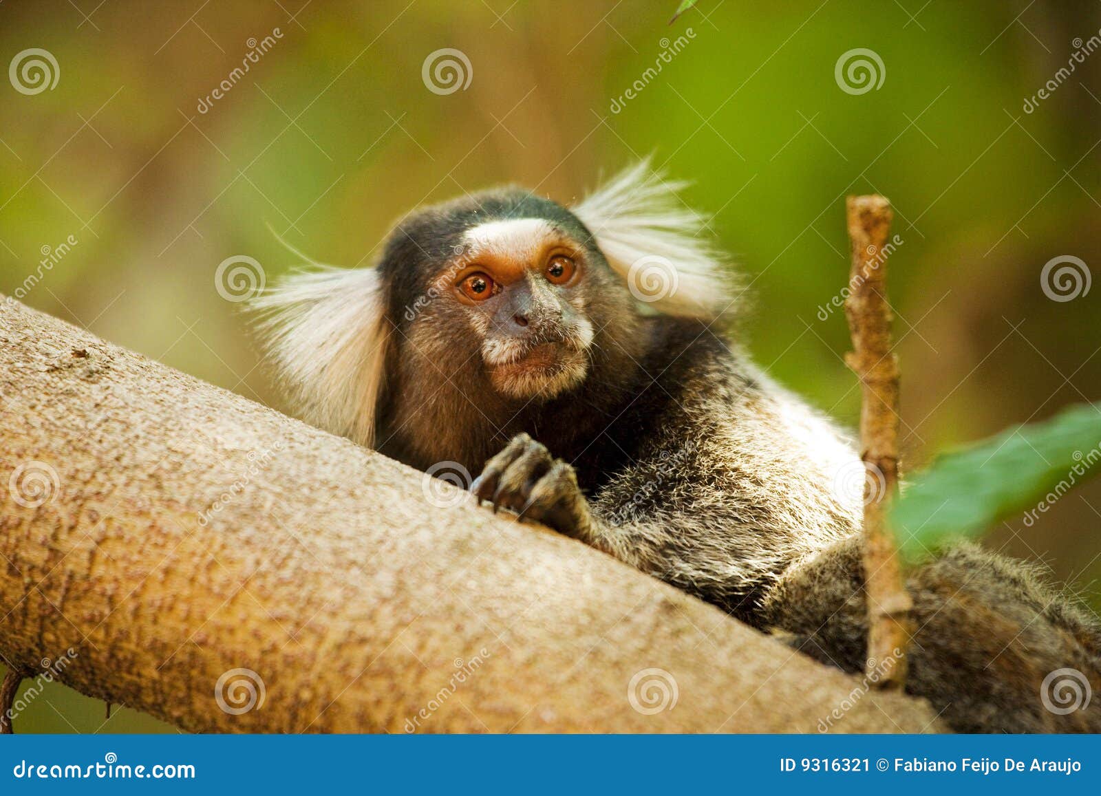 mico estrela - callithrix penicillata monkey