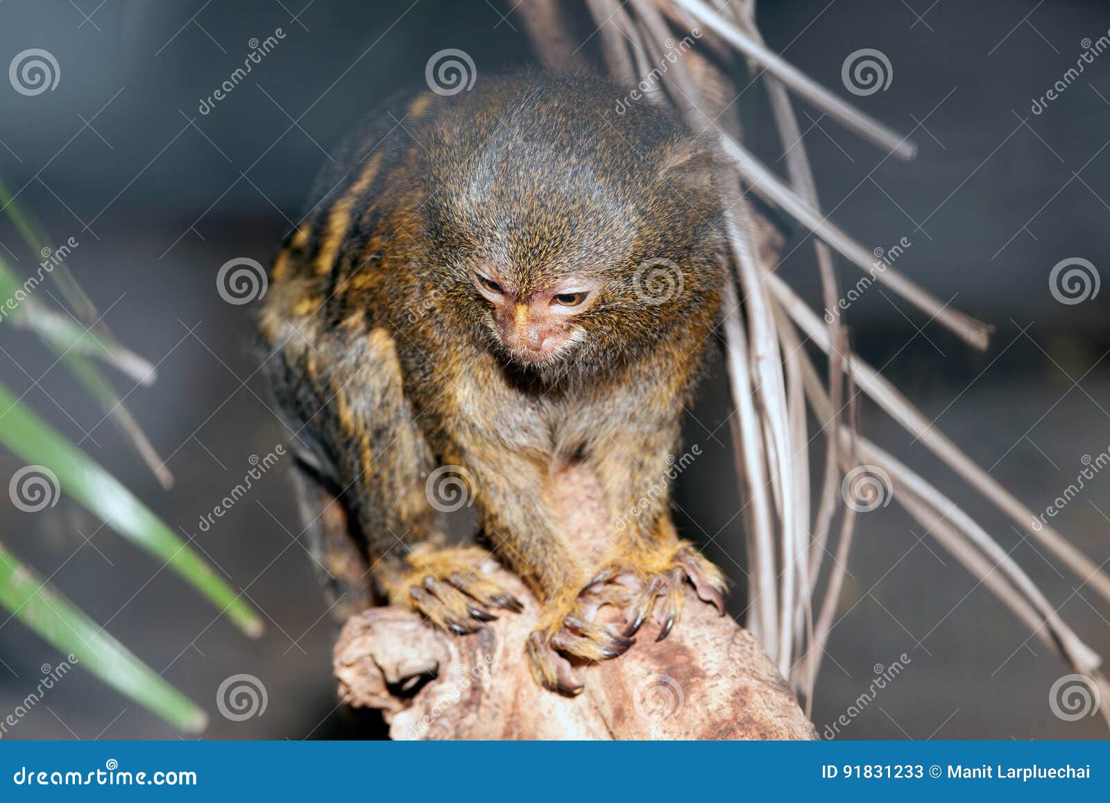 mico sagui black-tufted marmoset callithrix penicillata.