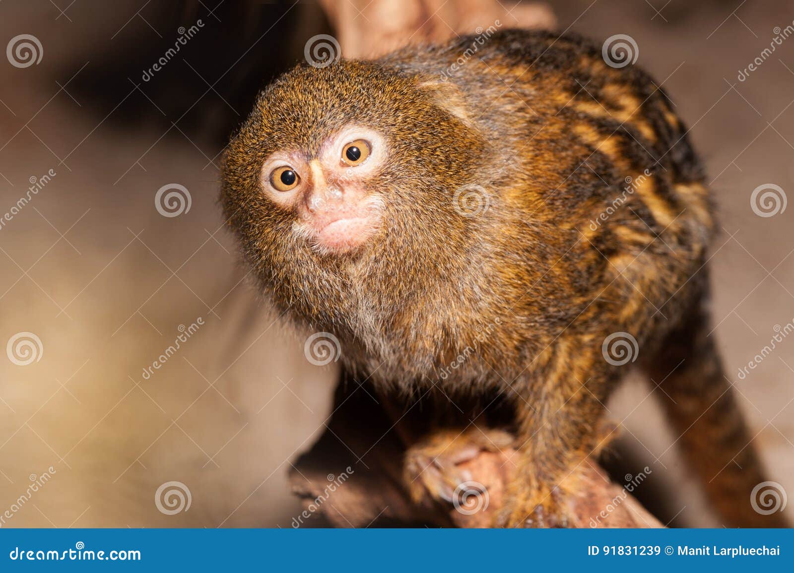 mico sagui black-tufted marmoset callithrix penicillata.