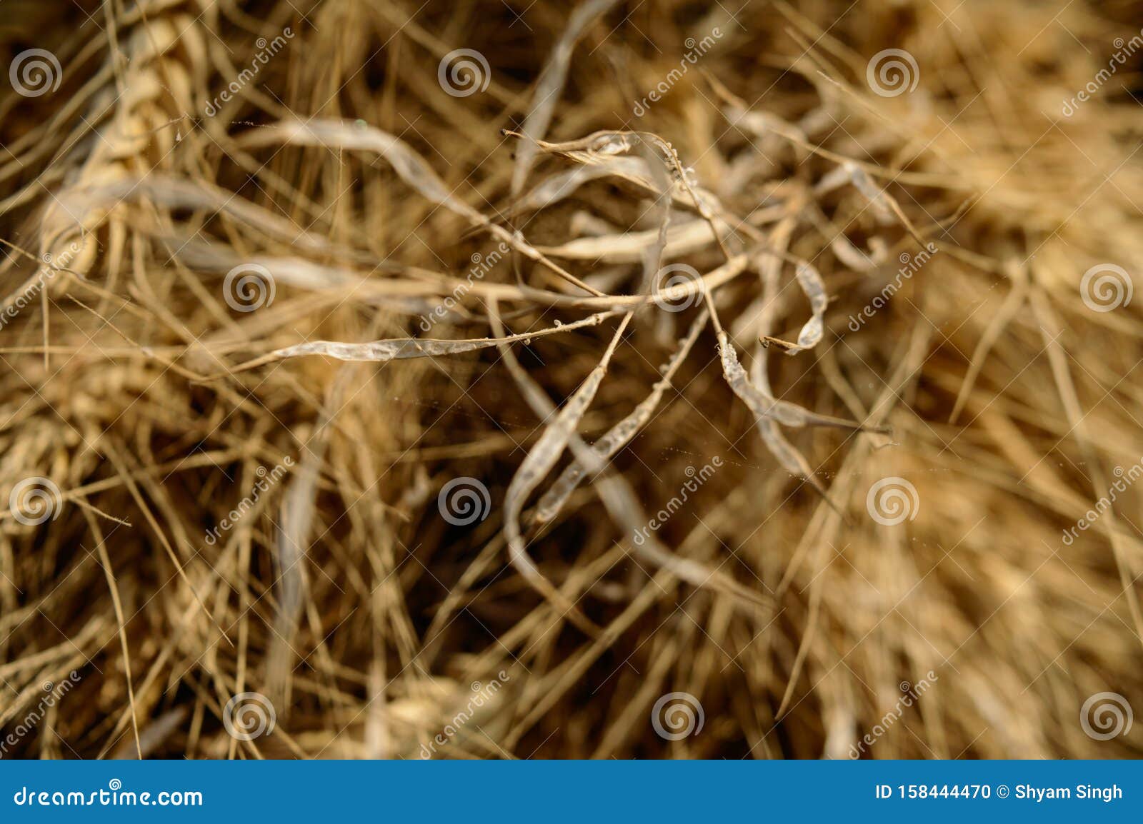 micro closeup shot of indian wheat which is  on field before cleanness