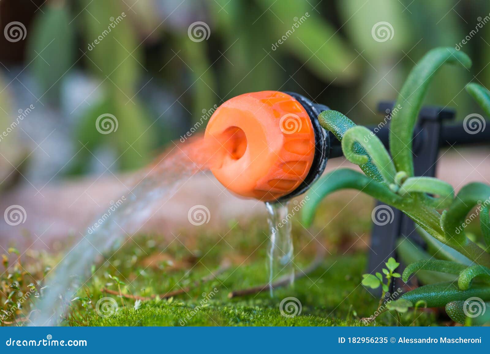 Micro Drip Irrigation System Close Up Of A Drip Head In A Plant Pot Stock Image Image Of Macro Bush 182956235