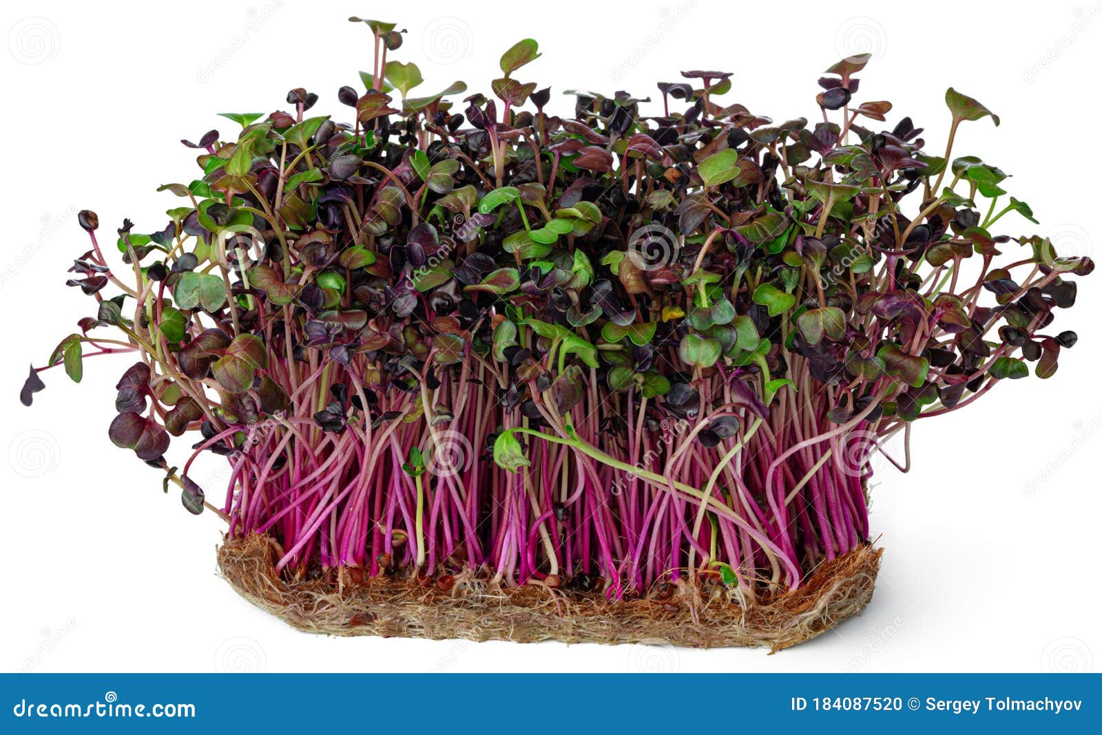 micro green sprouts of radish  on white