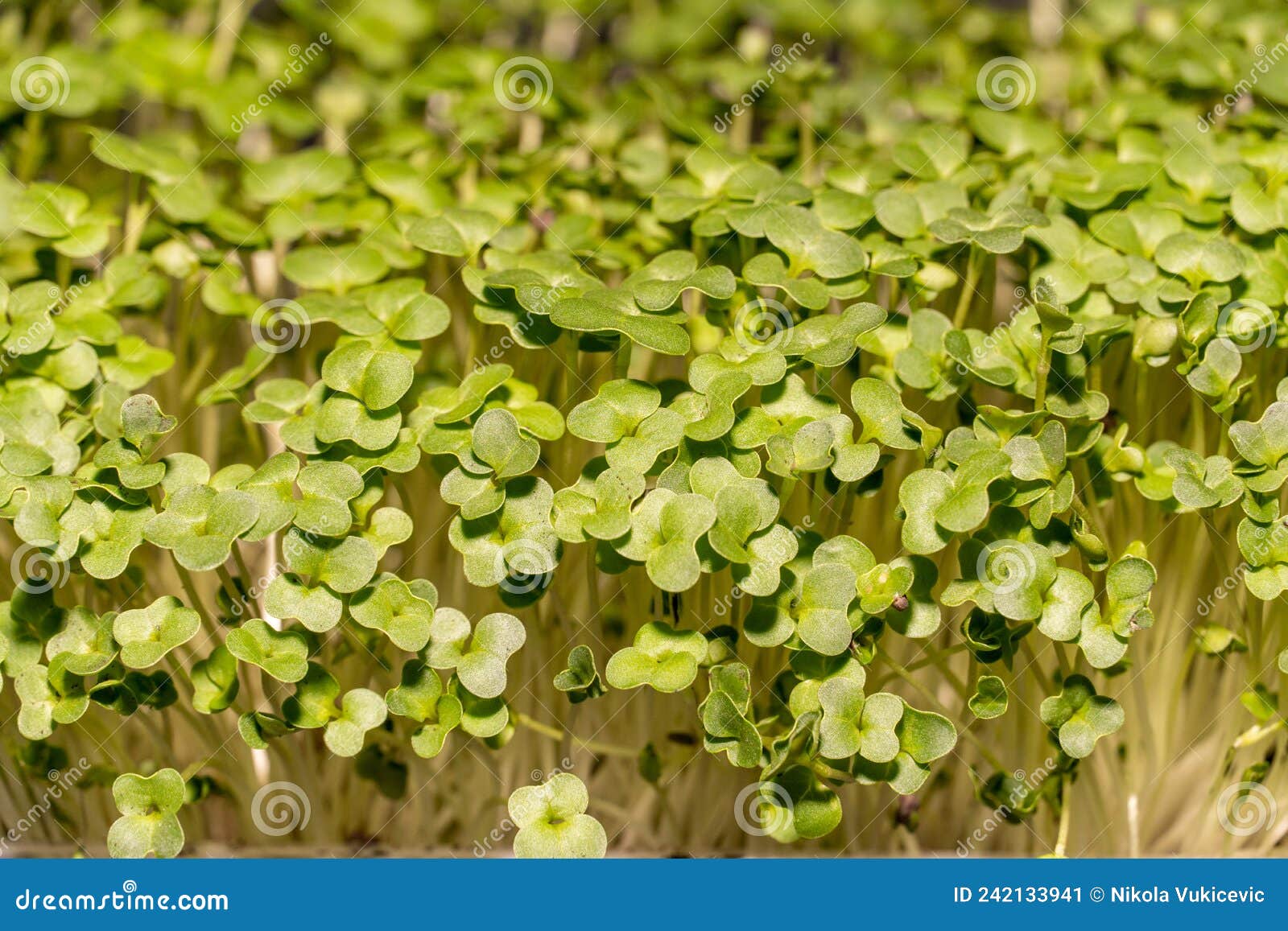 Micro Greens Broccoli Close Up. Brassica Oleracea Microgreens Stock