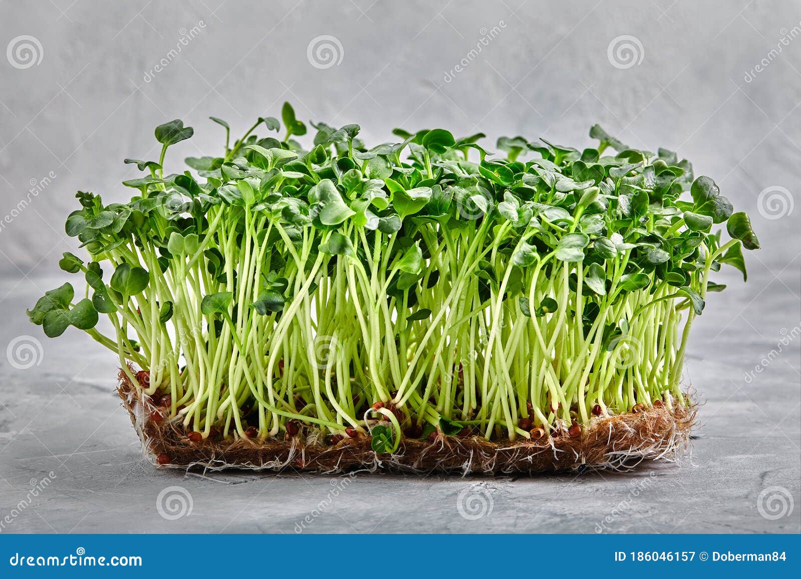 micro greens, cress arugula. a layer of microgreens on a light background, close-up, copy space.