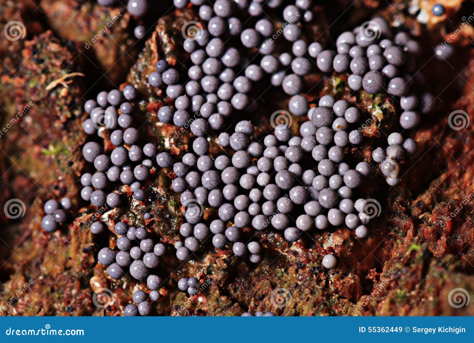 Fungus Mold Stock Photo Image 55362449