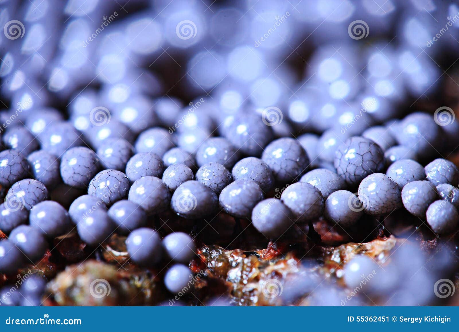 fungus mold stock image. Image of bacterium 55362451