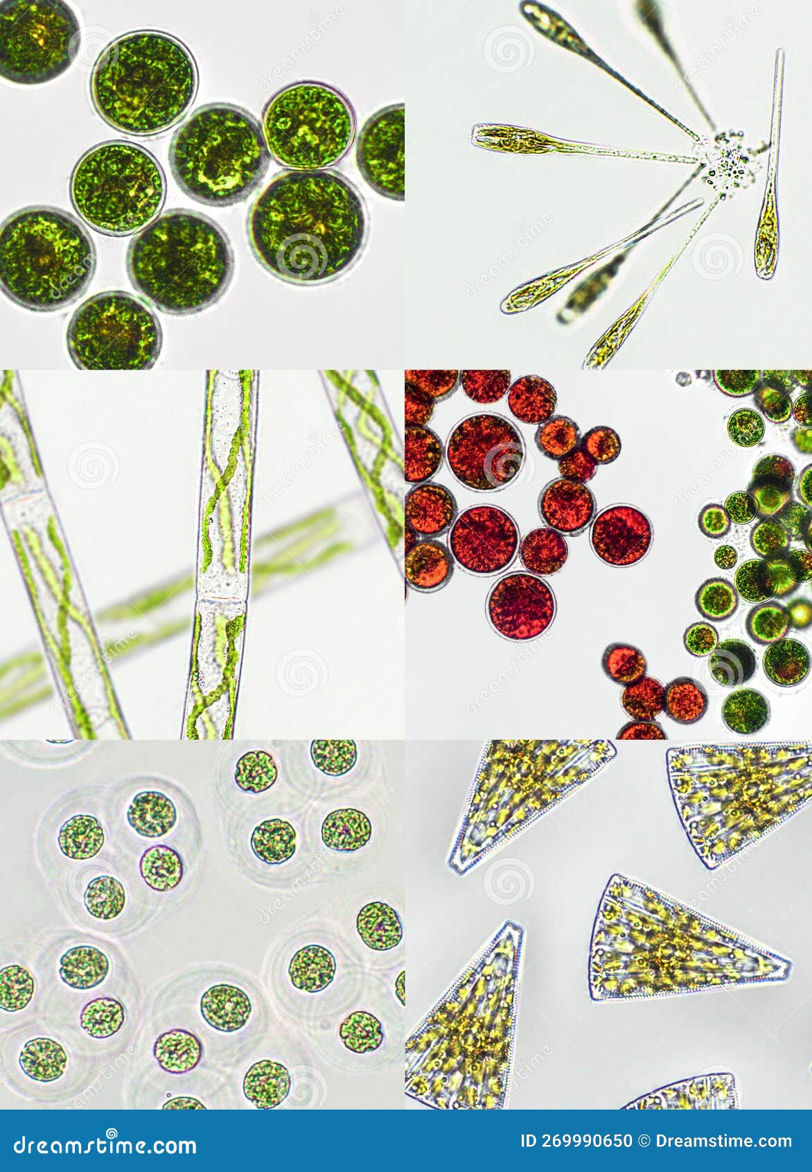 Microscopic Cyanobacteria microscopic-cyanobacteria