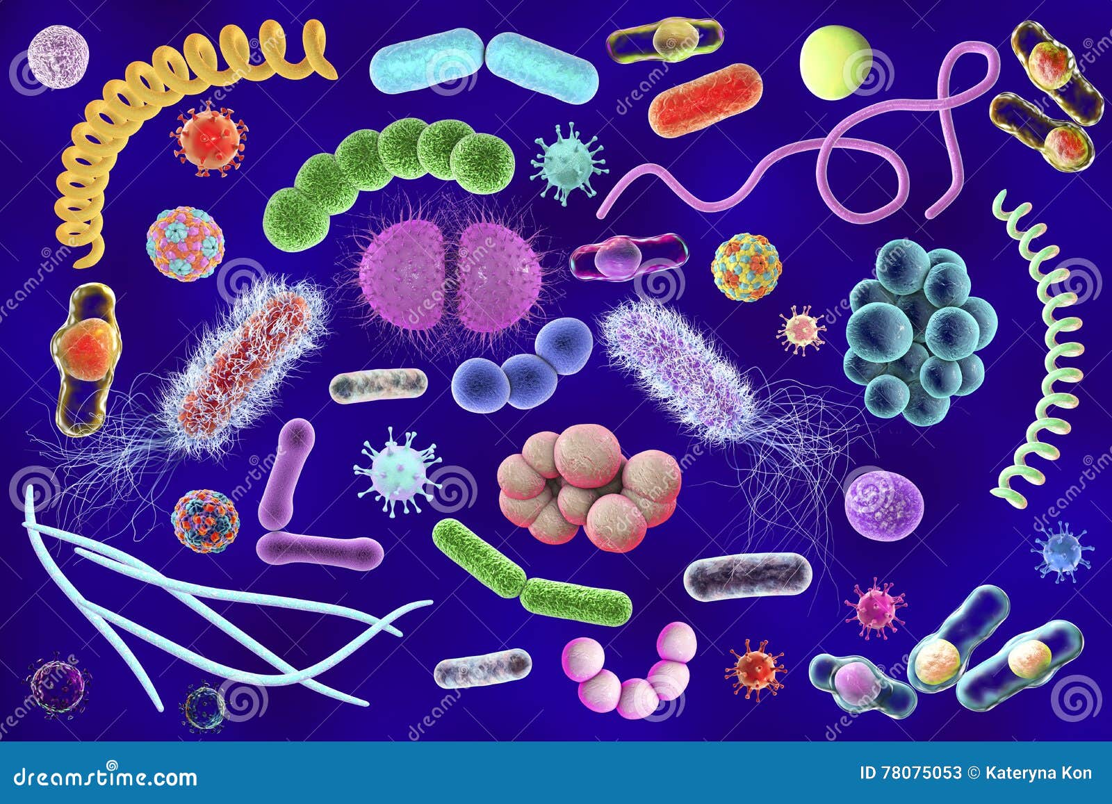 Три организма относящиеся к бактериям