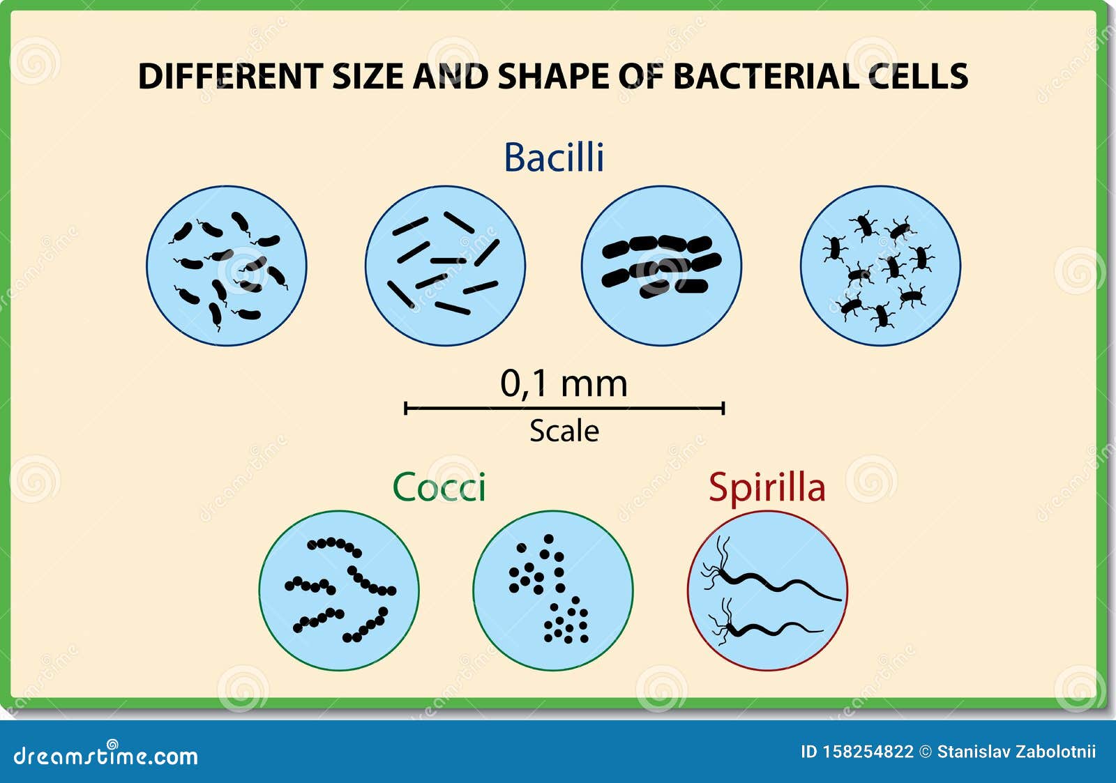 bacteria sizes