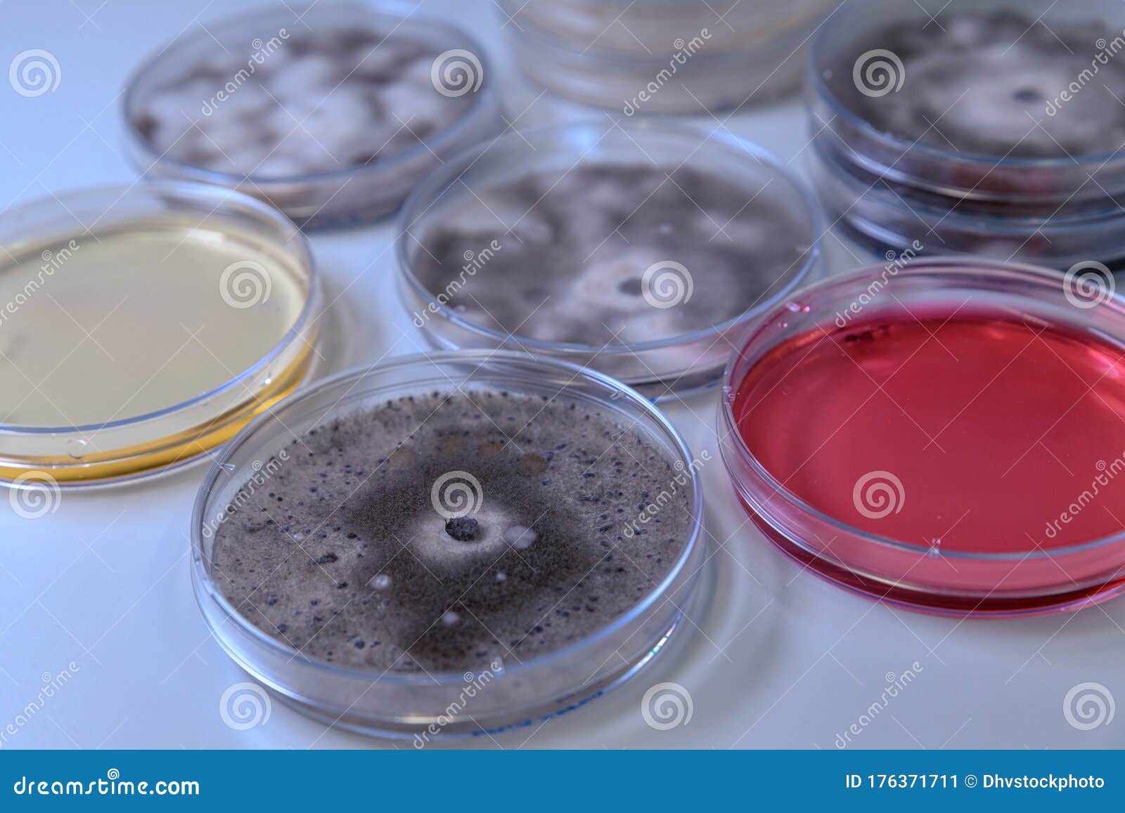 Microbiological Culture in a Petri Dish for Pharmaceutical Bioscience