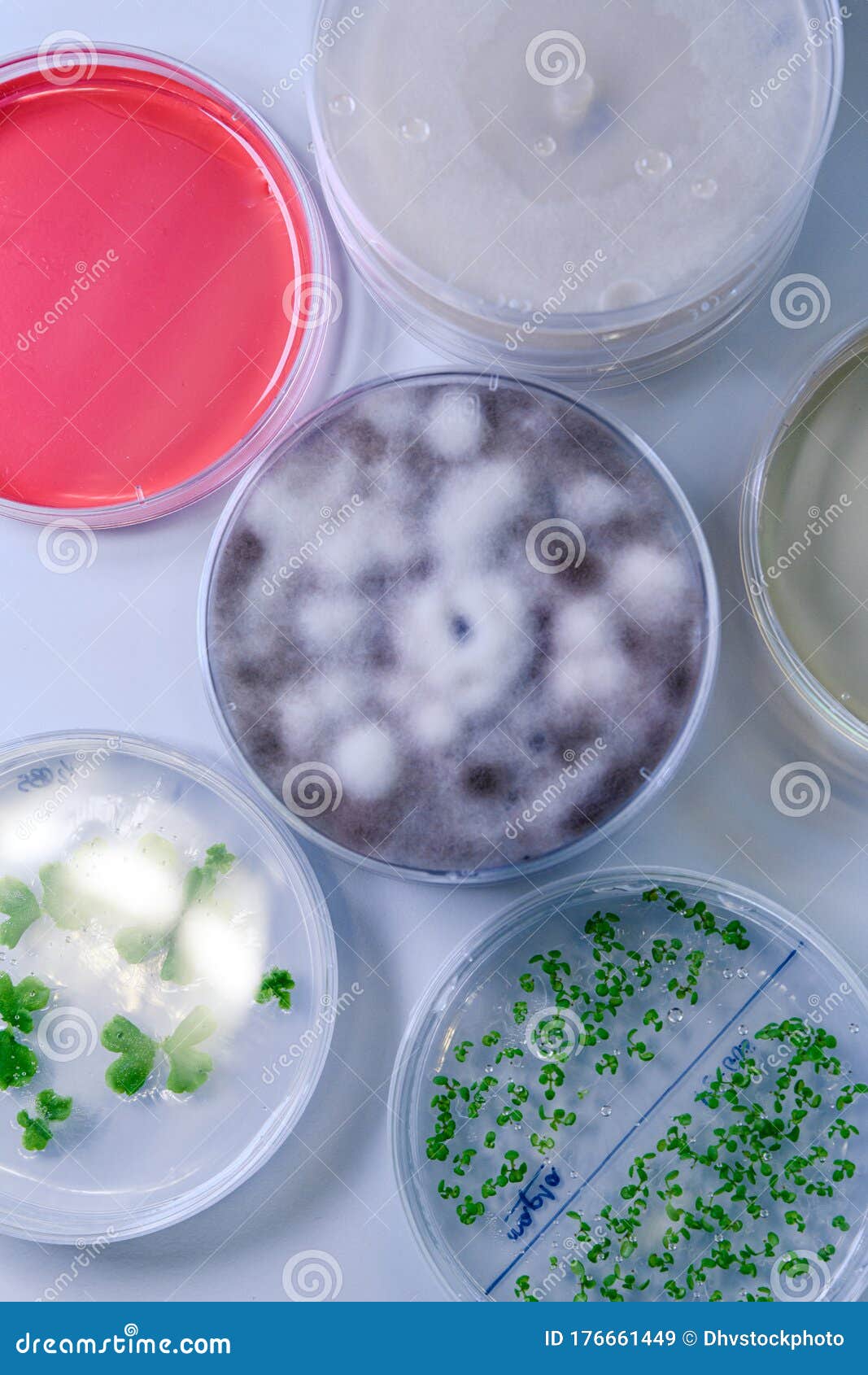 Microbiological Culture in a Petri Dish for Pharmaceutical Bioscience