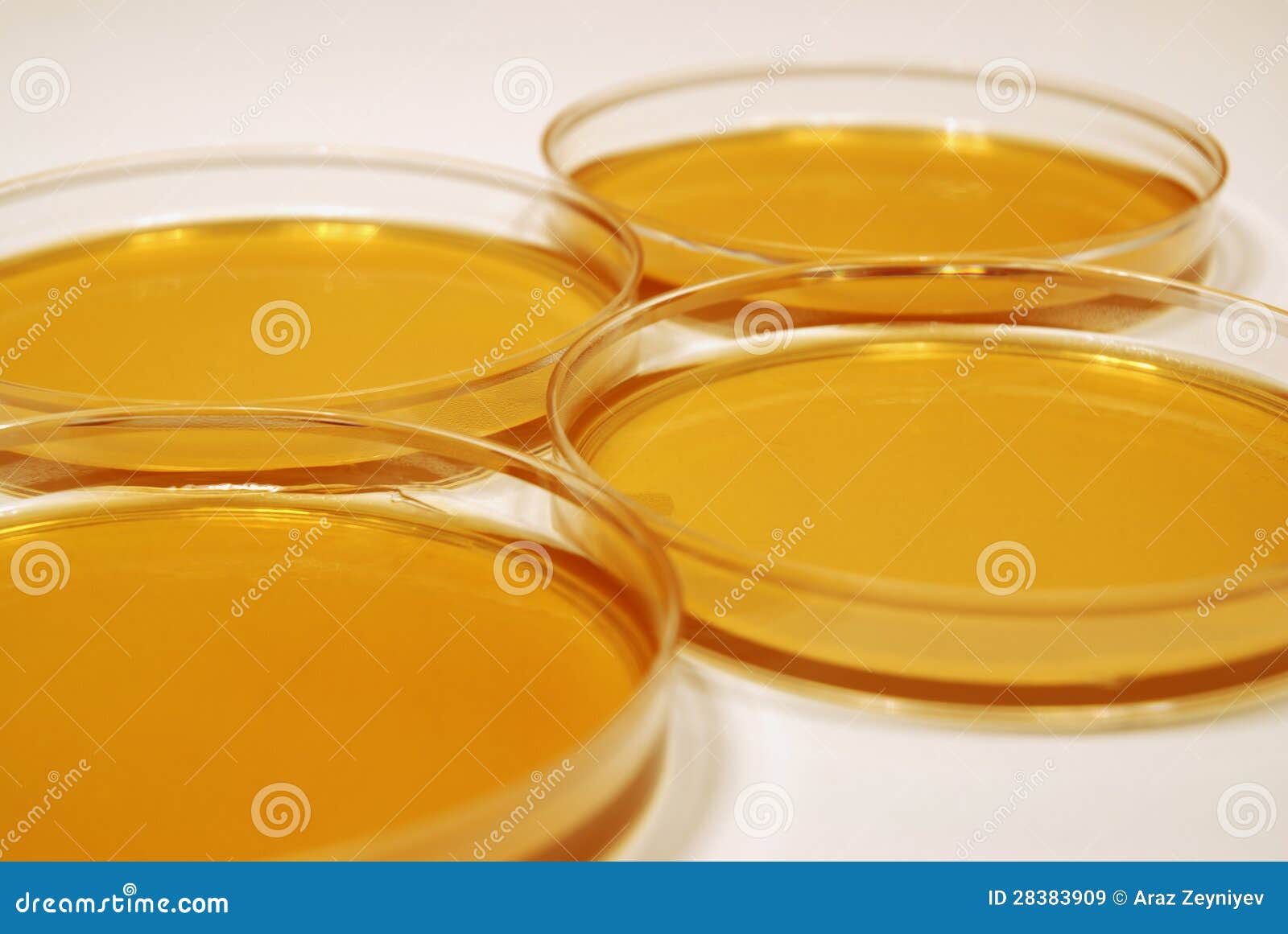 Microbiological Growth Plates Stock Image Image of media,