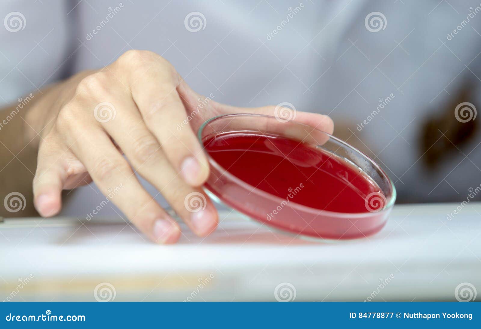 Microbiologist Doing Lab with Agar Plate. Selective Focus Stock Image