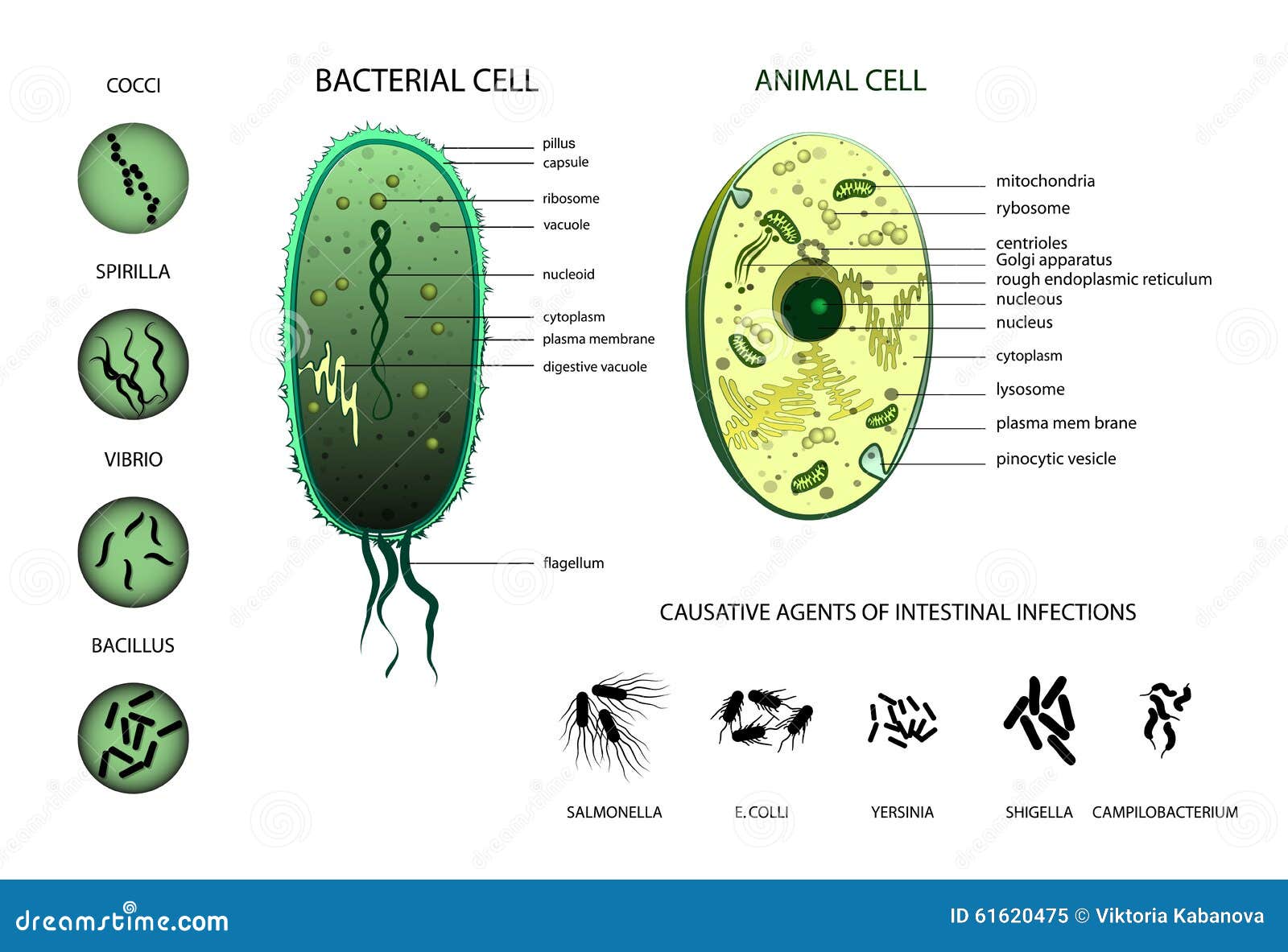 Microbiology. Animal Cell, Bacterium. Stock Vector - Illustration of  infected, bacteria: 61620475