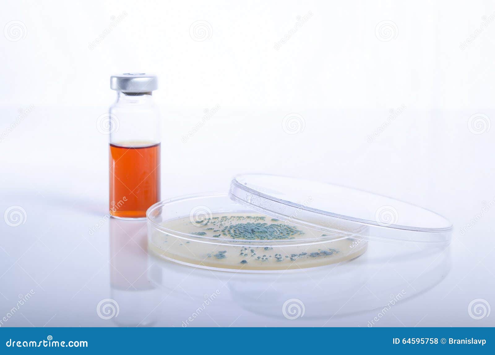Microbiology Petri Dish with Bacteria and Growth Stock Photo Image of