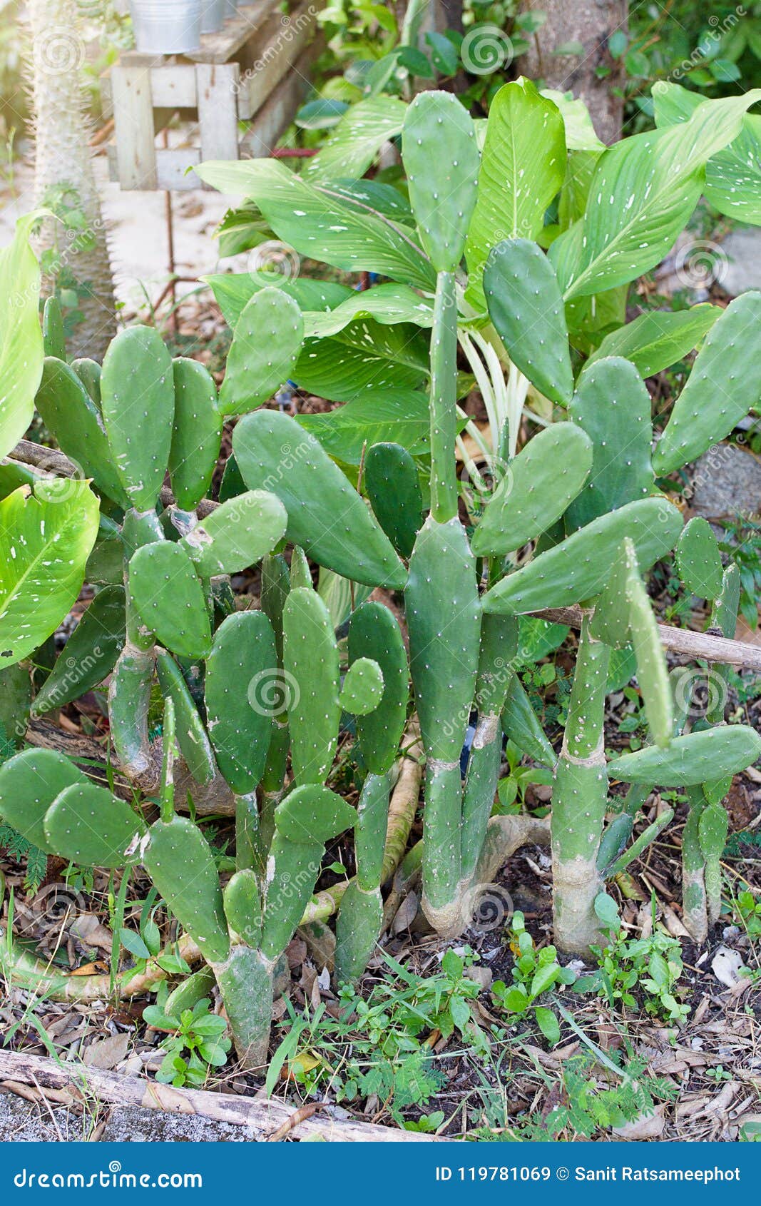 Microdasys Grandes Das Orelhas Do Coelho, Do Cacto Do às Bolinhas Ou Do  Opuntia Imagem de Stock - Imagem de verde, afiado: 119781069