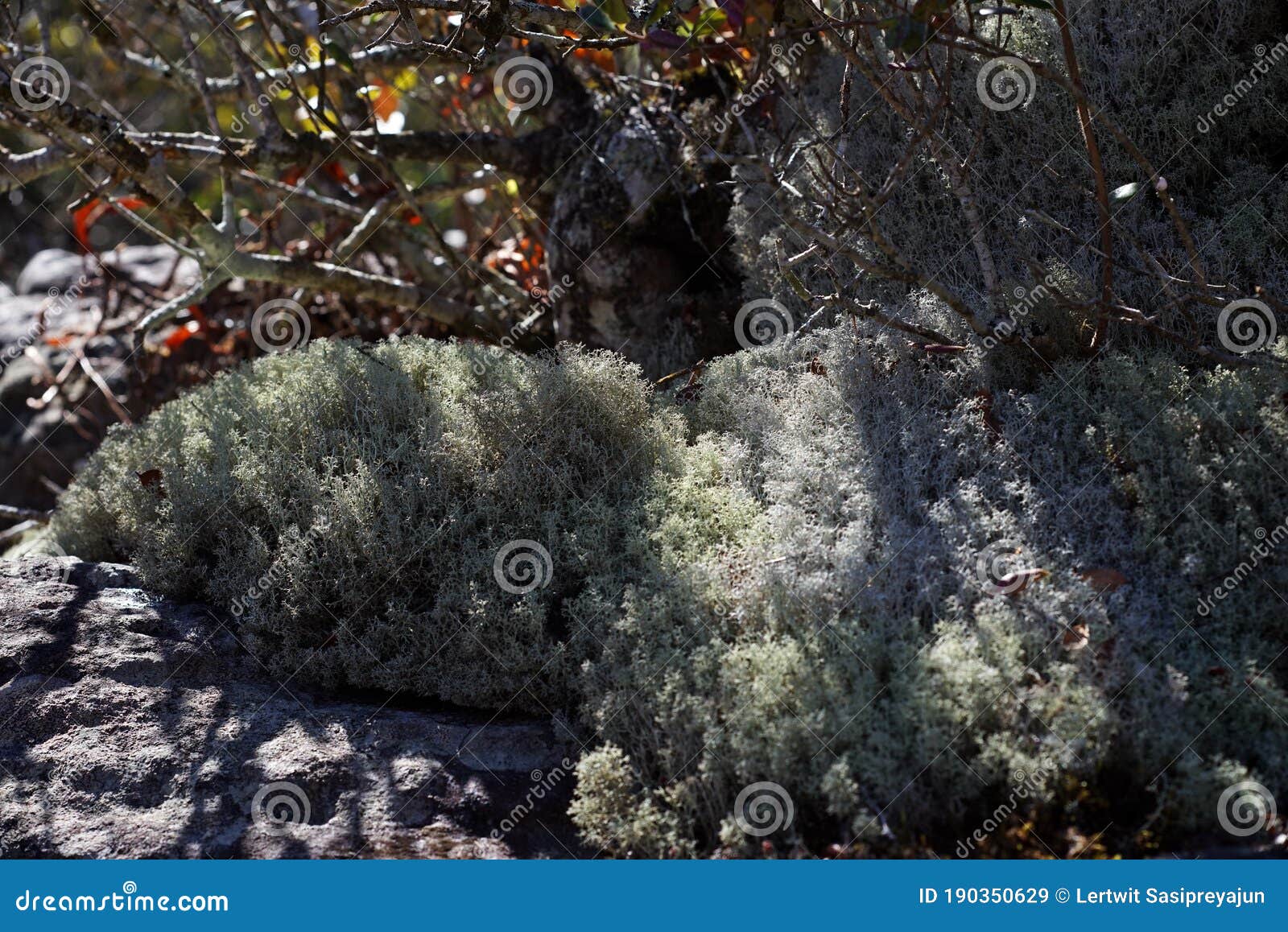 microflora in natural forest;moss-like lichens in natural forest