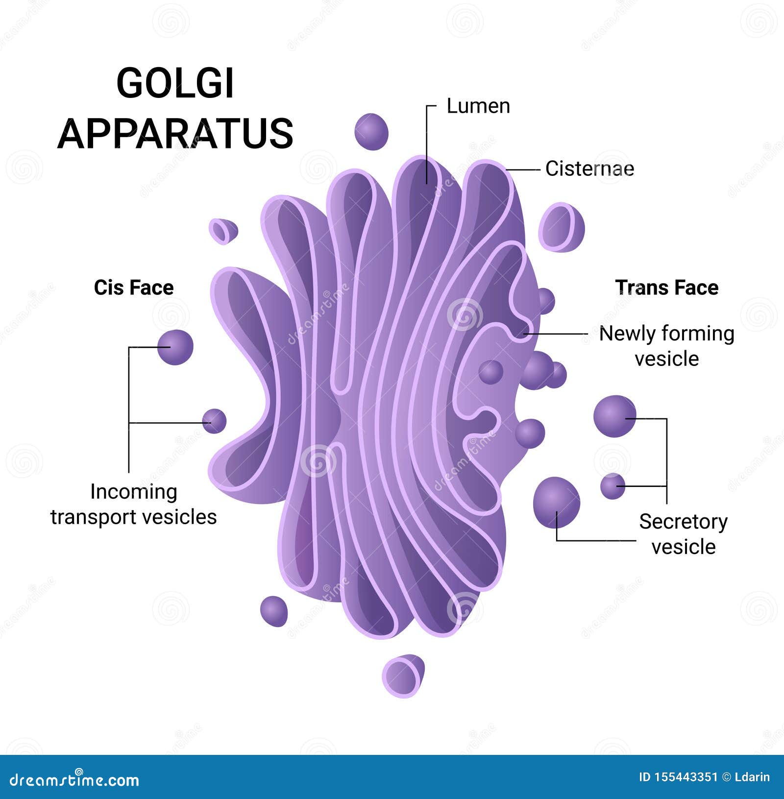  of the golgi apparatus structure.  infographics