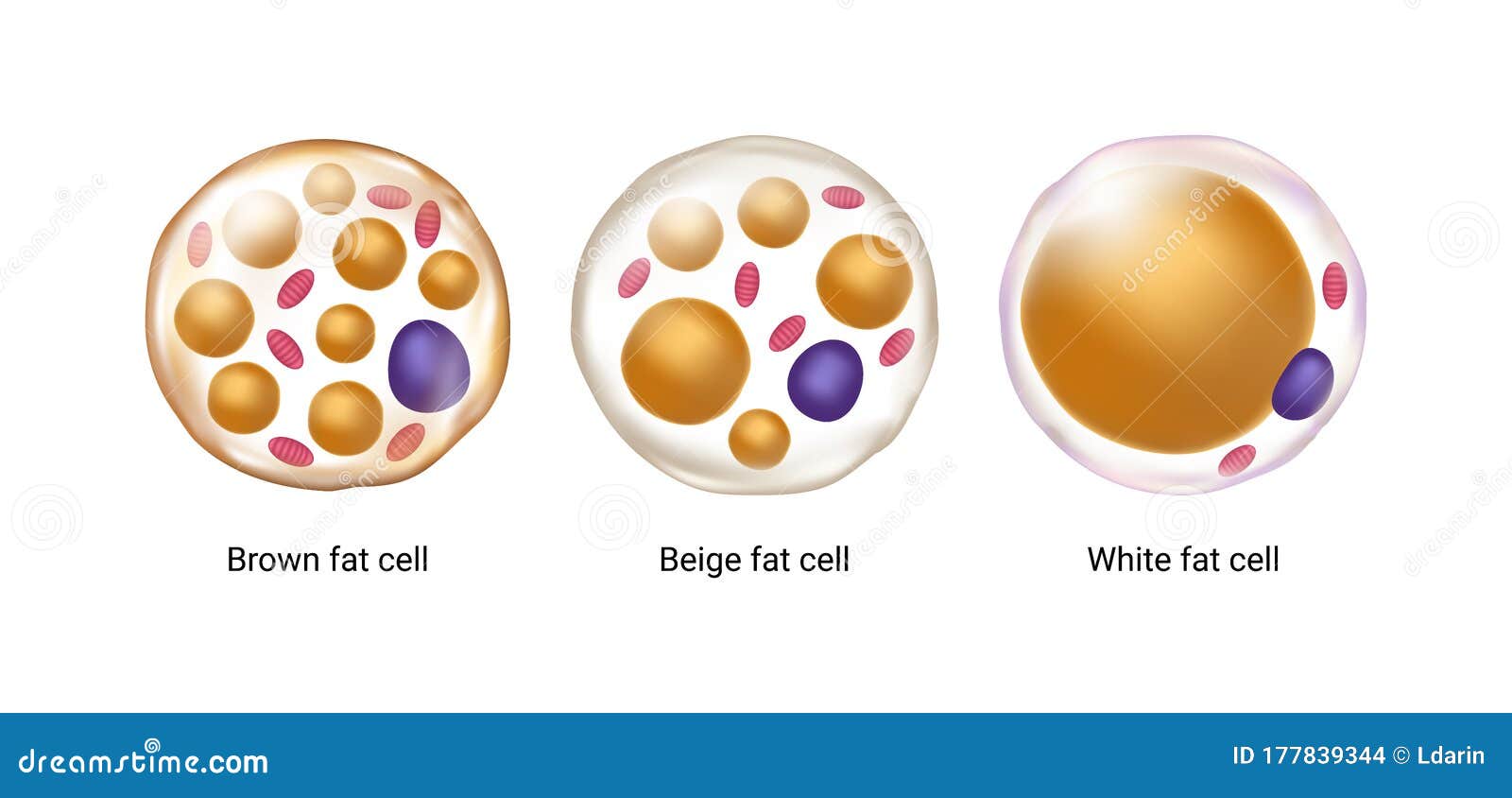  set of brown, beige and white fat cells.  of adipose tissue