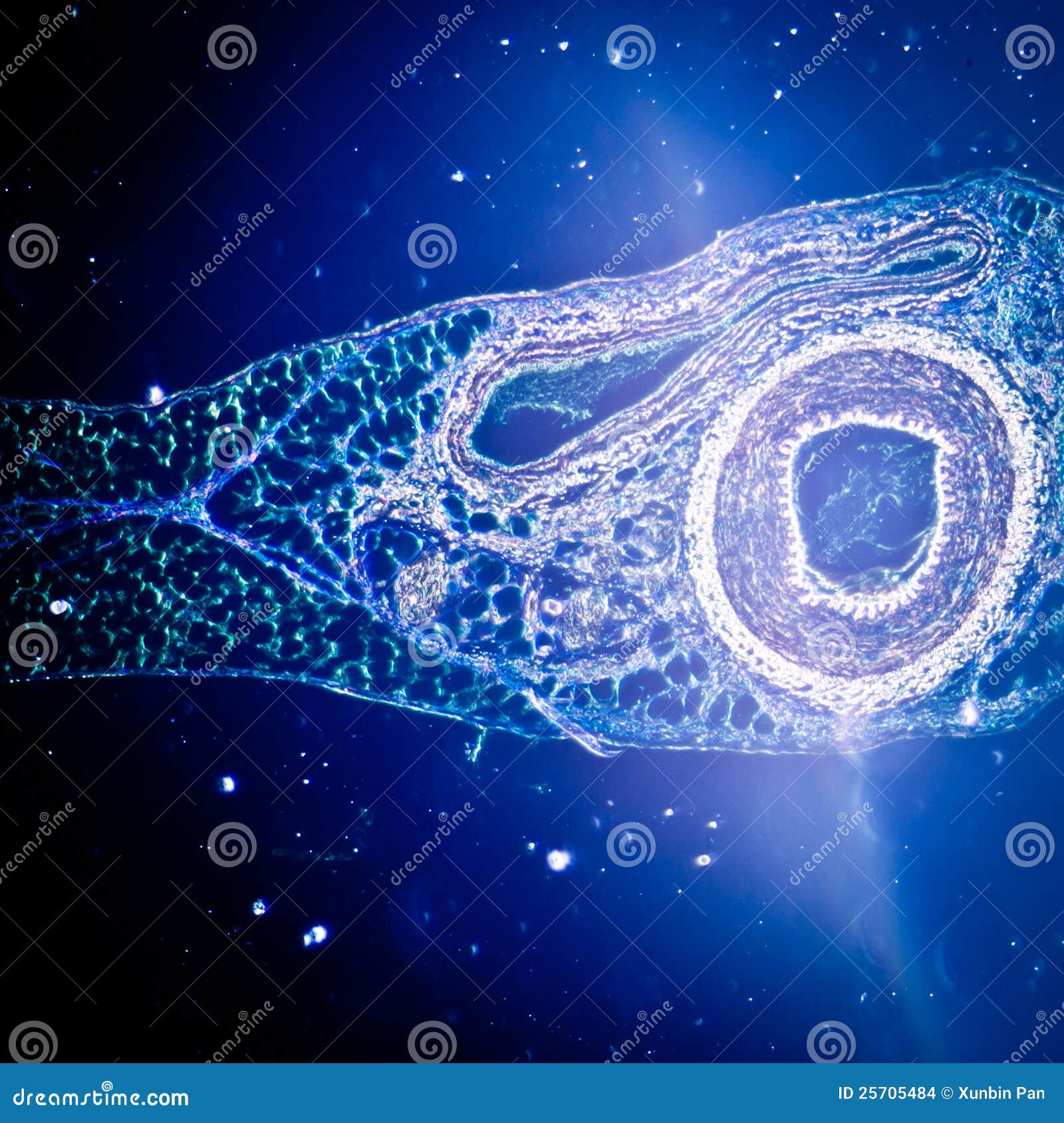 Artery Blood Vessel Under Microscope View For Education Histology