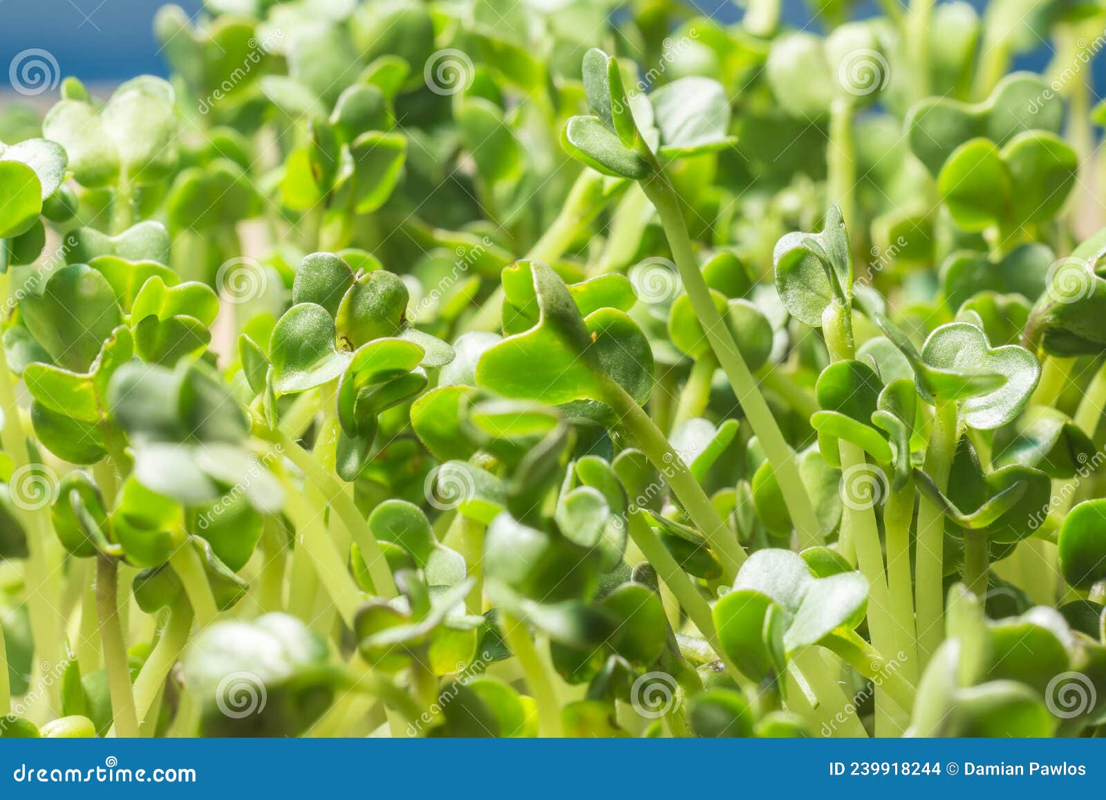 Microgreen Radish Sprouts Growing at Home. Highly Nutritious Houseplant