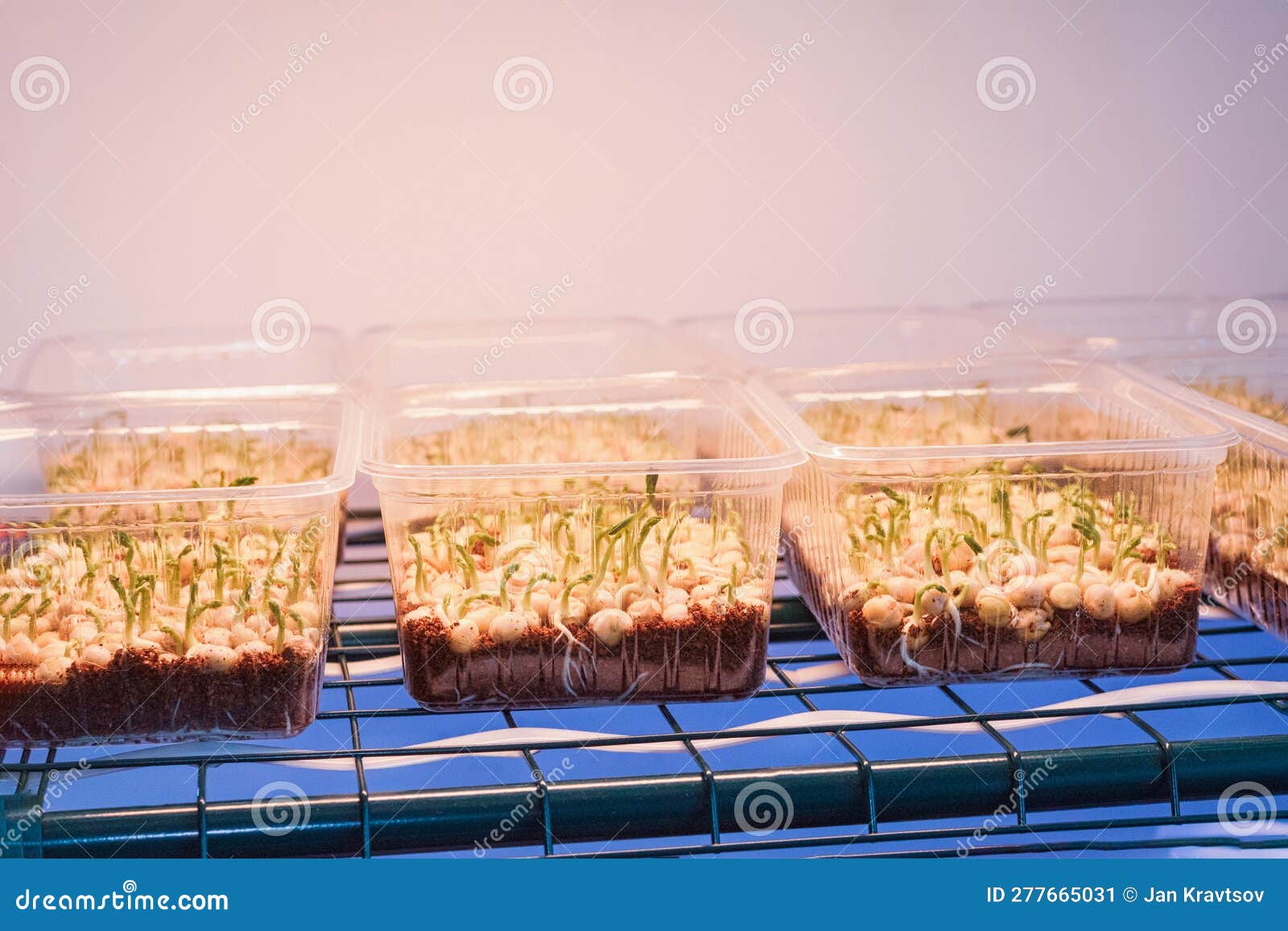 Microgreen Sprouts Germinate in a Plastic Box, Illuminated by a Lamp