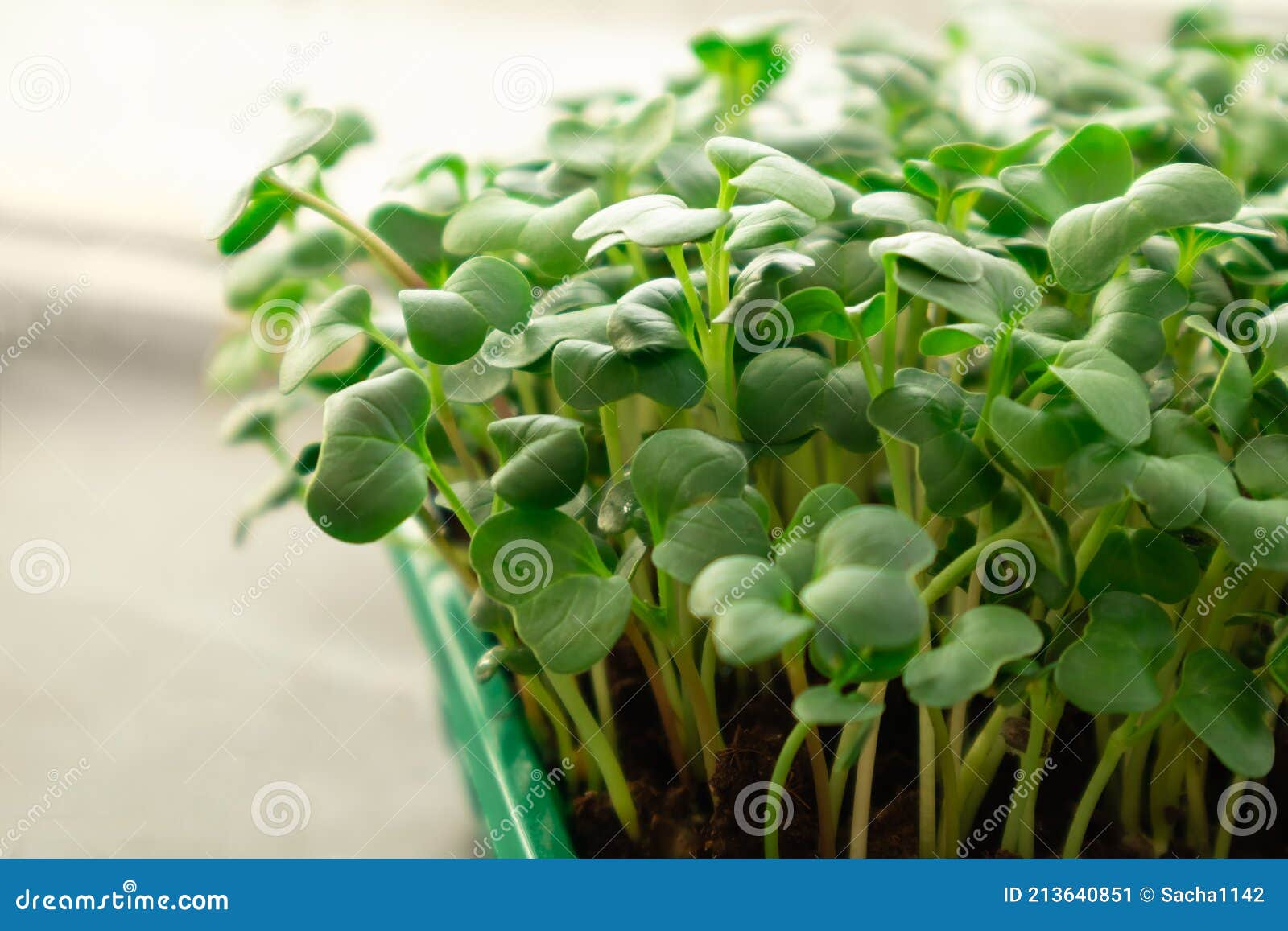 Microgreens Growing on Windowsill. Micro Green Radish Growing in Box