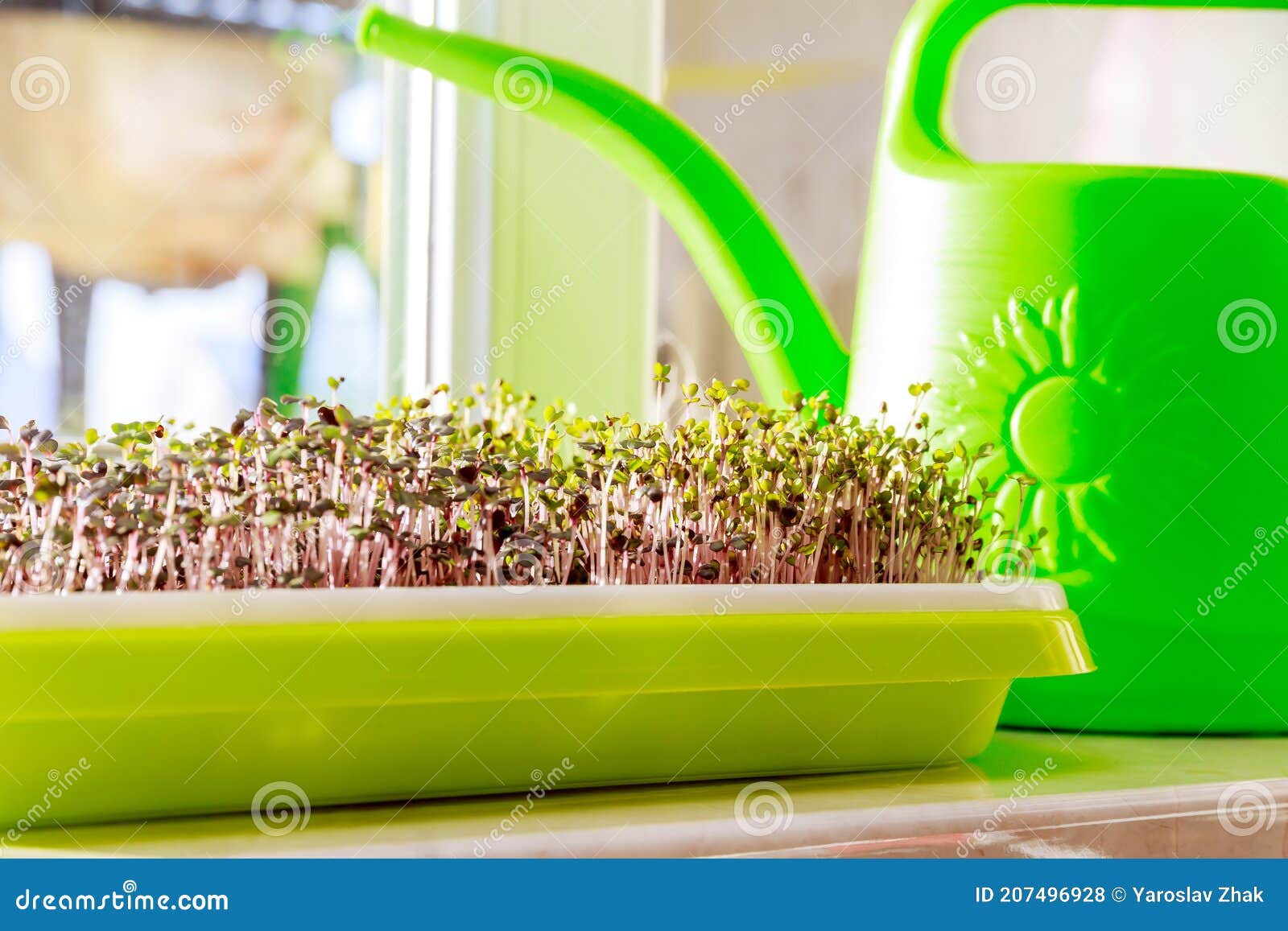 Microgreens Growing on Windowsill. Small Home Garden Stock Photo
