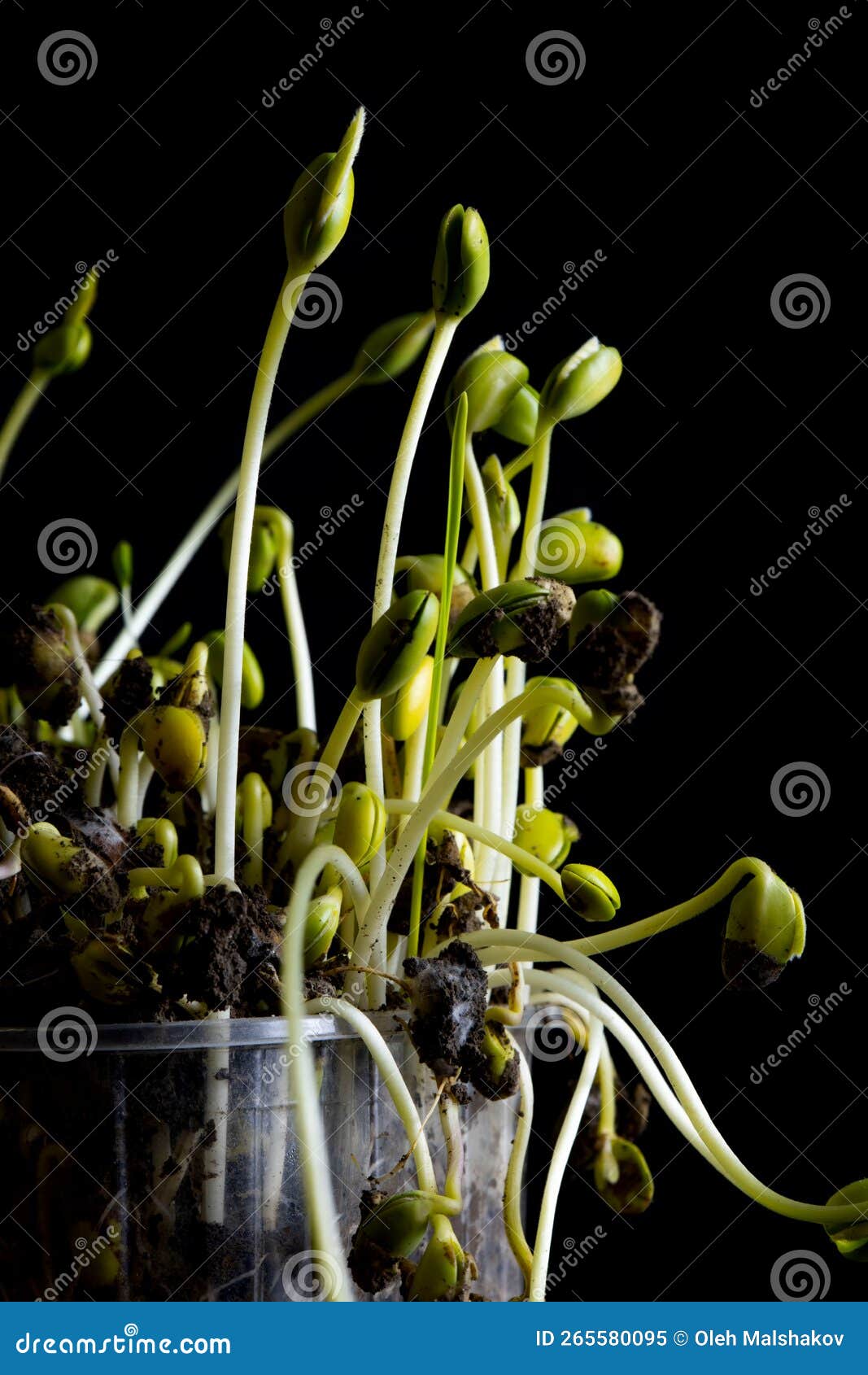 Microgreens. Sprouted Soybeans on Black. Stock Image Image of nature