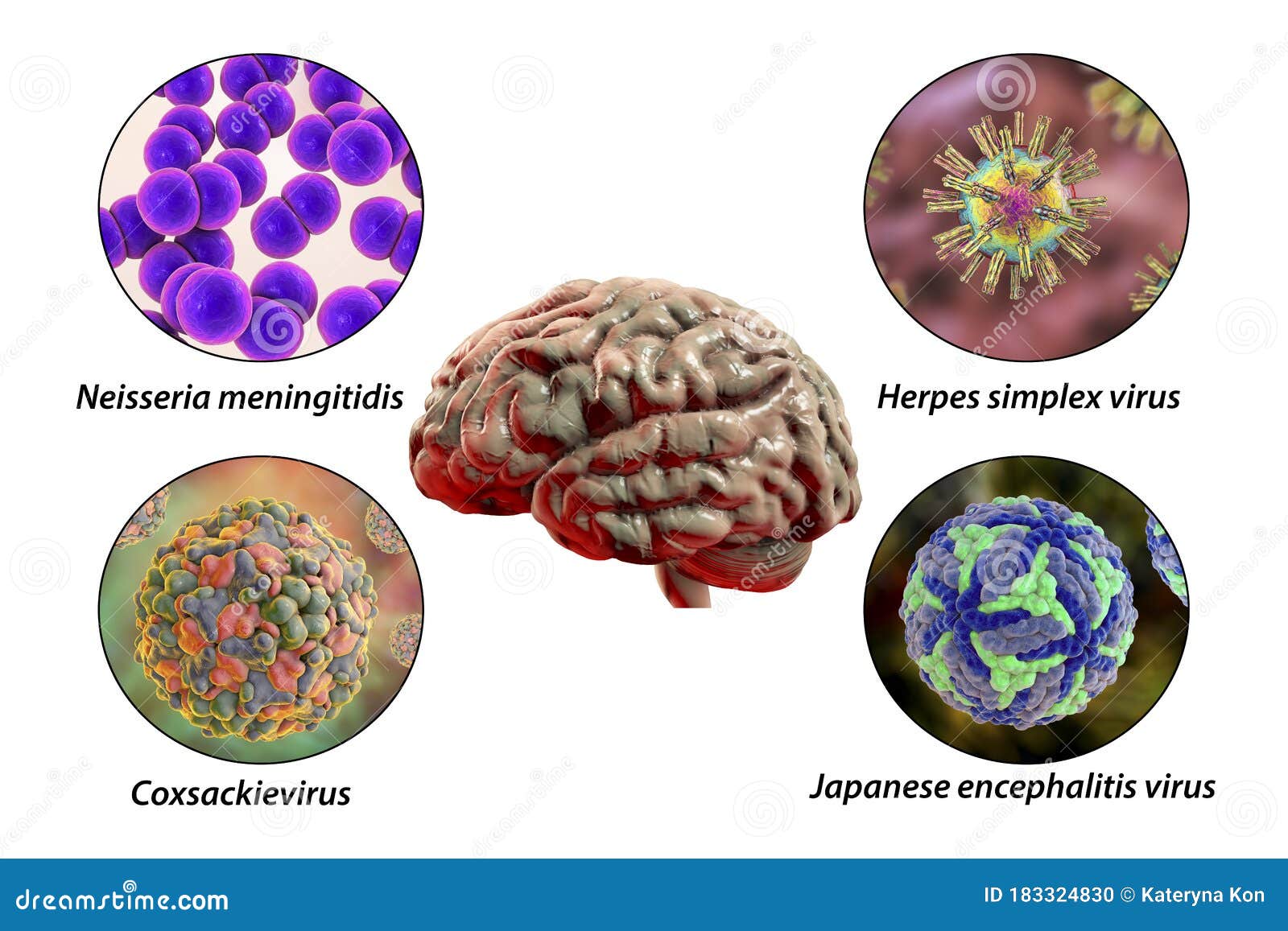 that Cause Brain Infections Stock Illustration