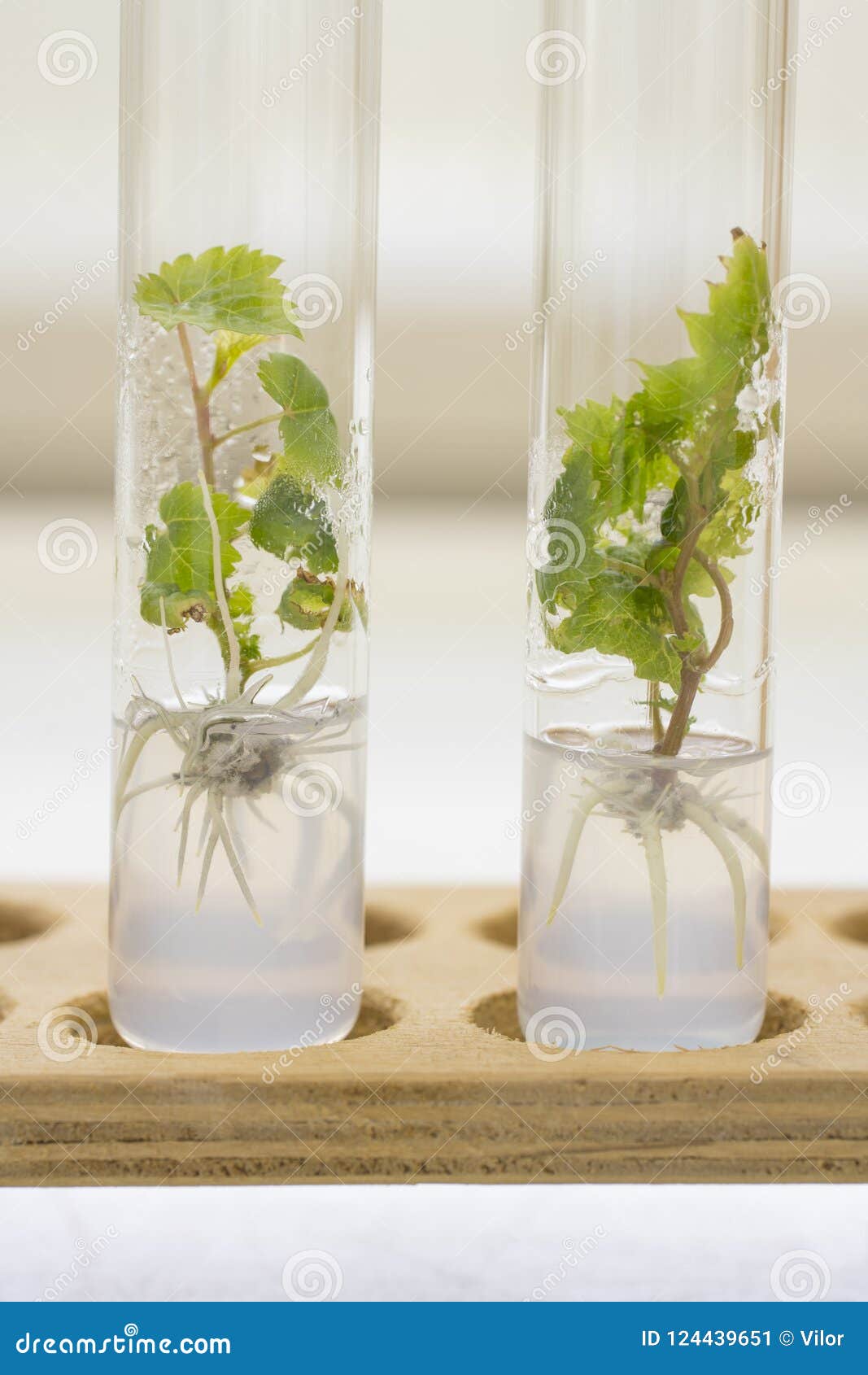 Micropropagation of Grape Plants Stock Image - Image of experiment, plant:  124439651