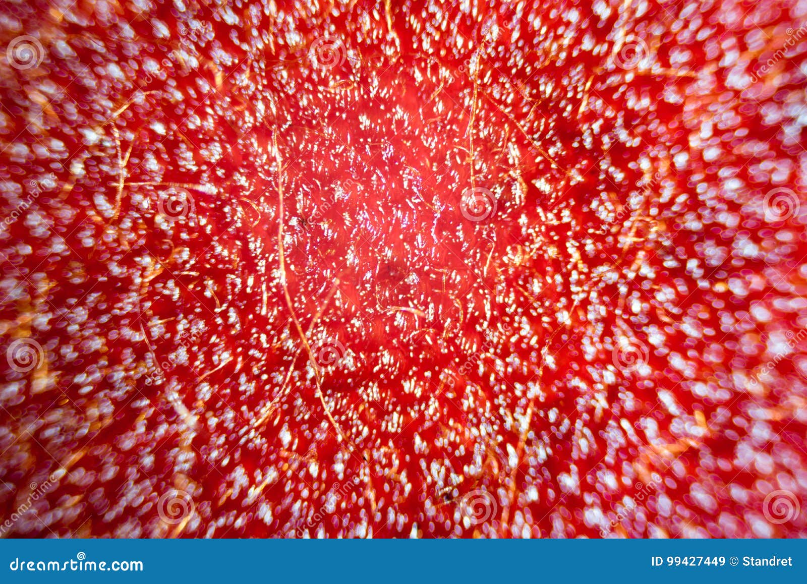 Microscope Image of Violet Flower Petal Cells Stock Image Image of