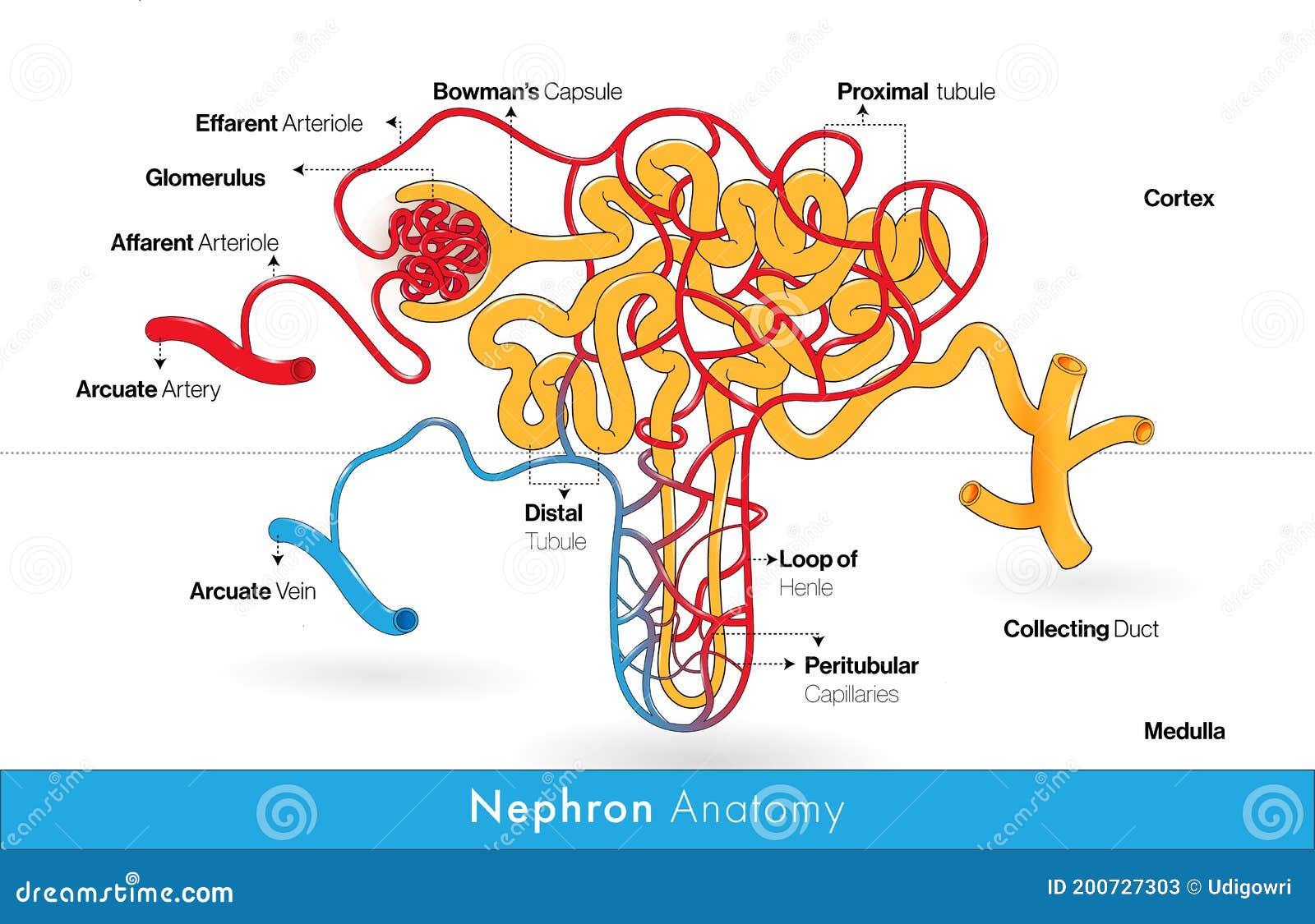 Structure Of A Nephron. Formation Of The Urine Vector Illustration