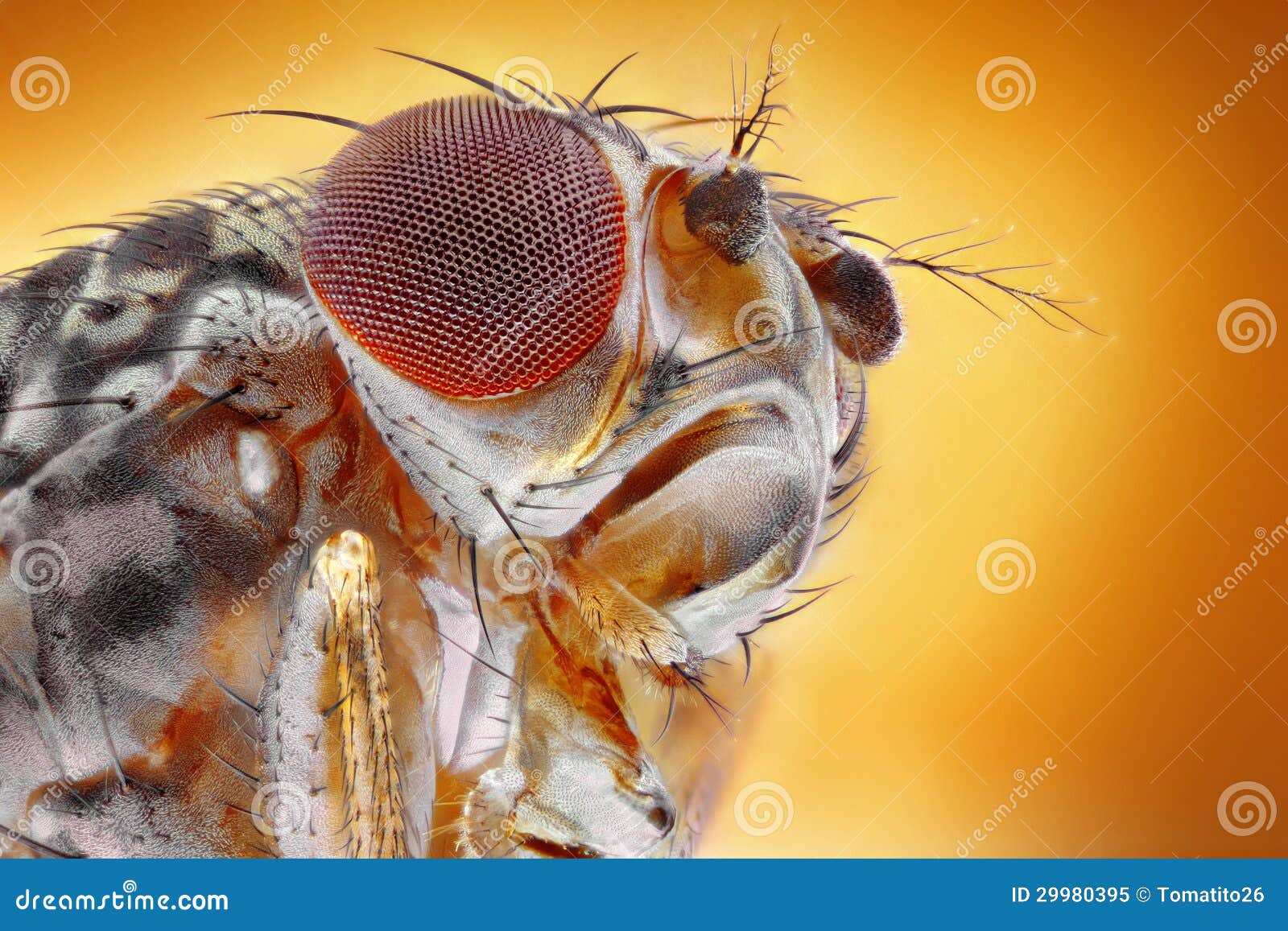 fruit fly macro