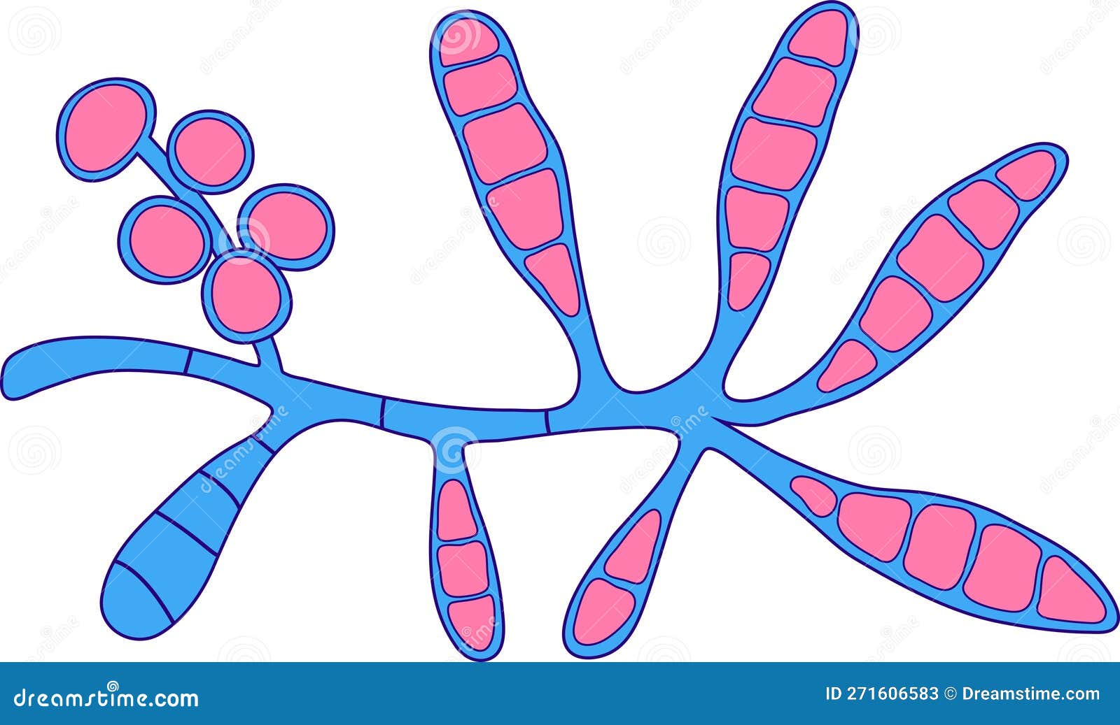 Microscopic Fungi Epidermophyton Floccosum Scientific Illustration microscopic-fungi-epidermophyton-floccosum-scientific-illustration