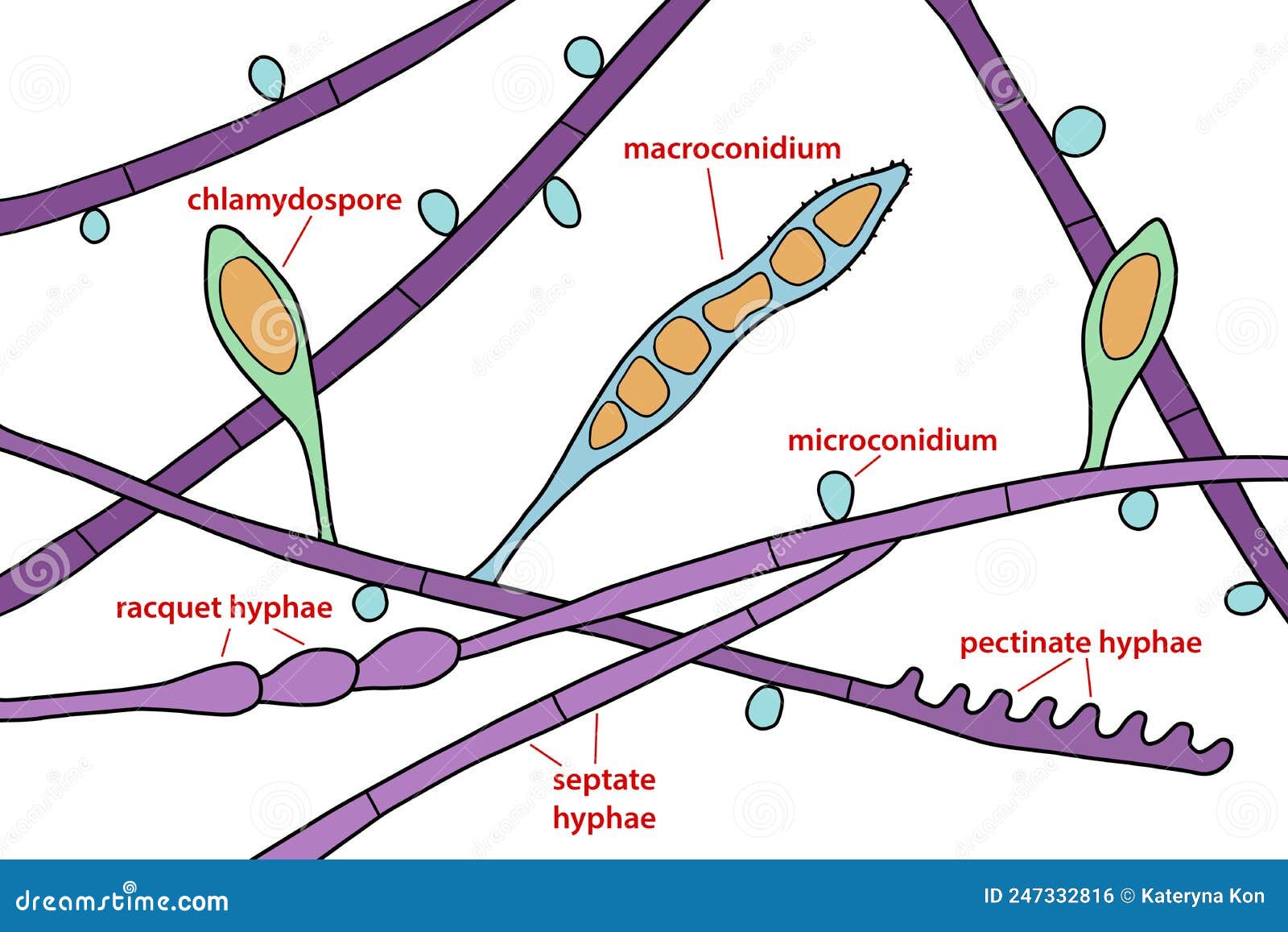 Microscopic Fungi Microsporum Audouinii, Illustration Stock ...