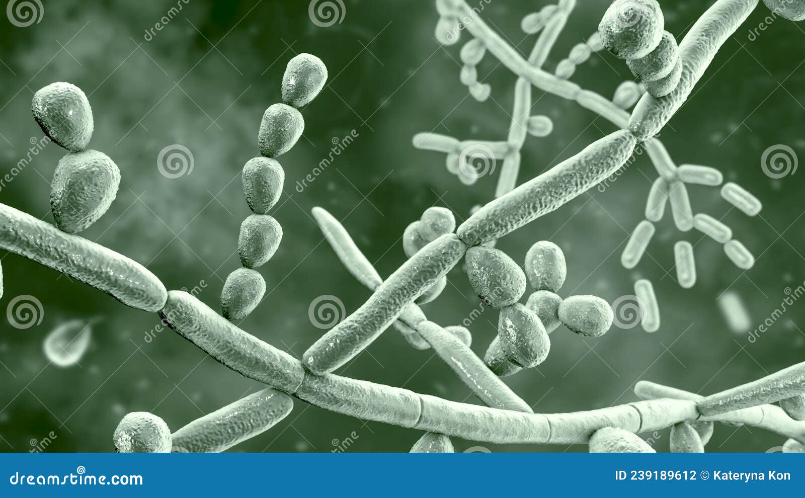 fungus trichosporon, 3d 