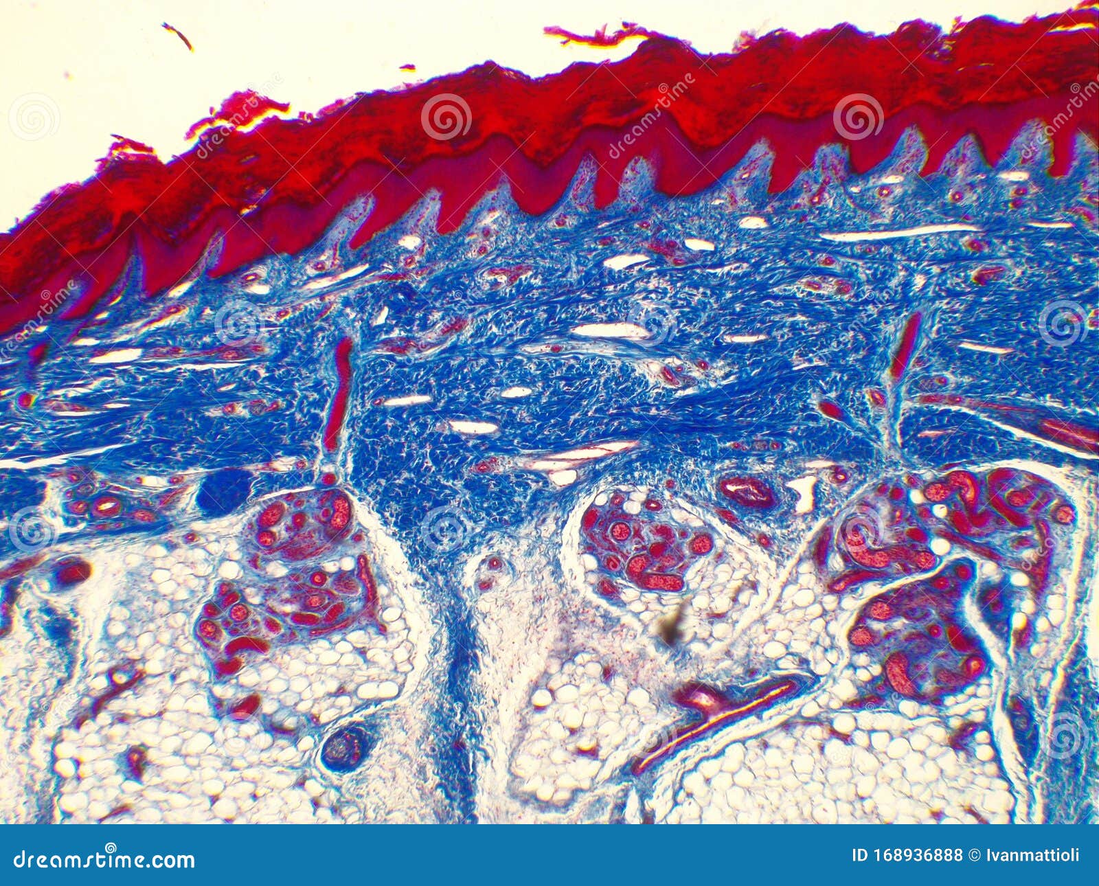 human skin magnified