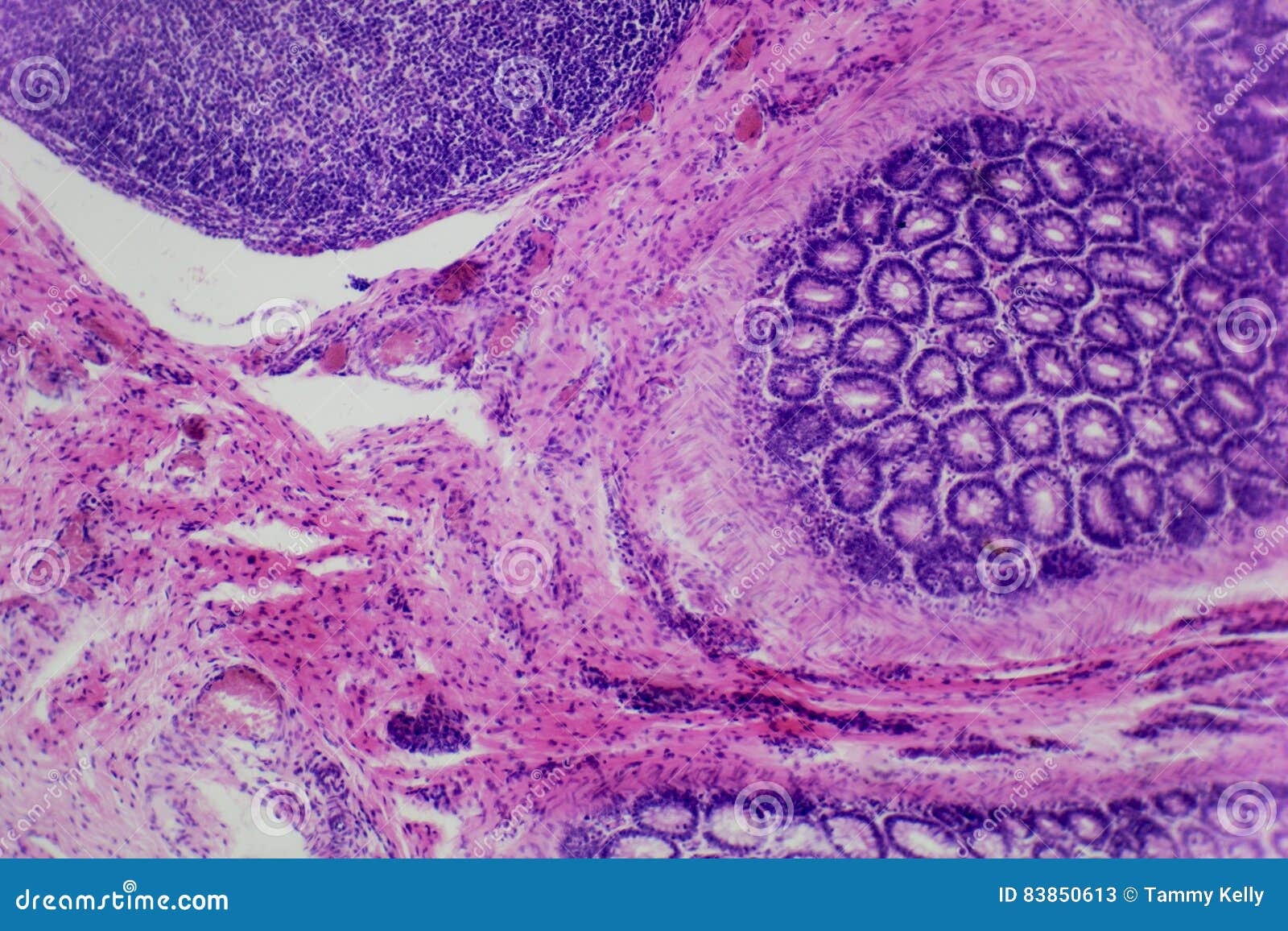 Microscopic Photo of Animal Cells Stock Image - Image of microscope, slide:  83850613