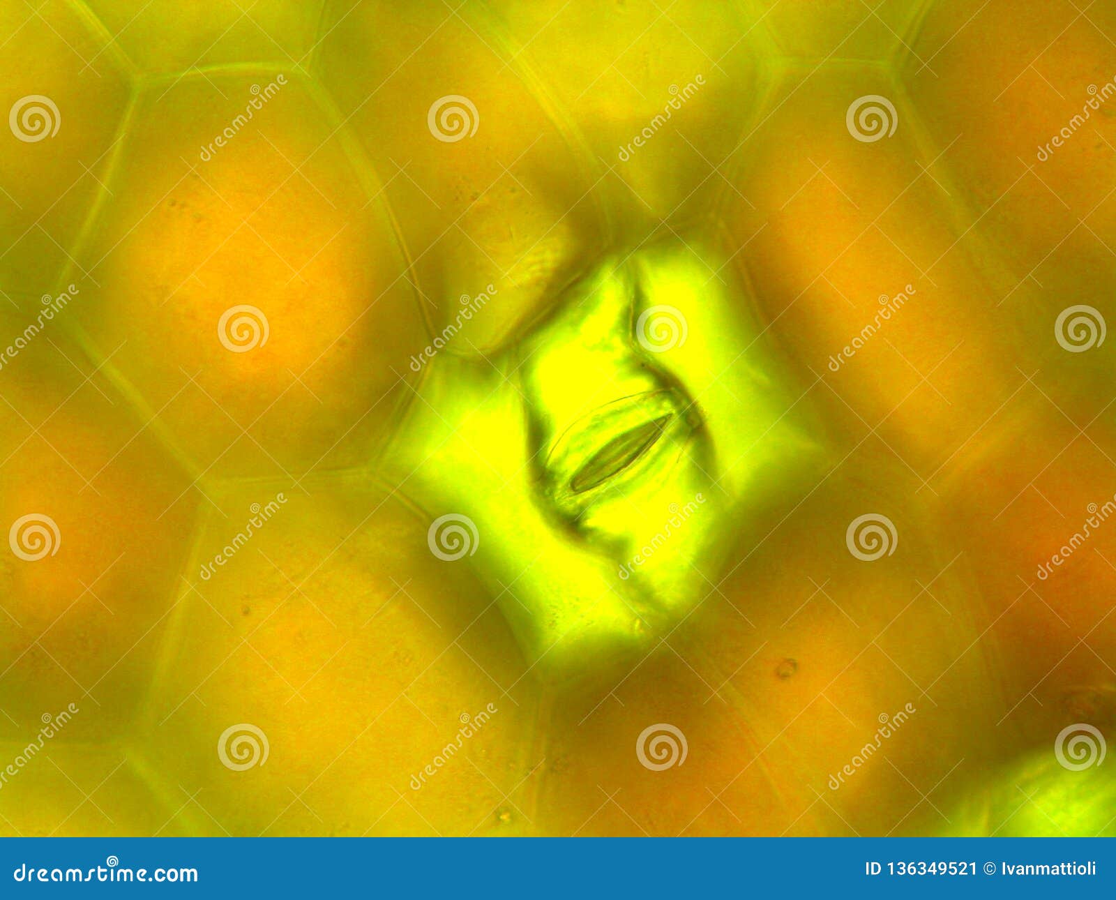 microscopic photograph of under side of zebrina pendula leaf showing stoma