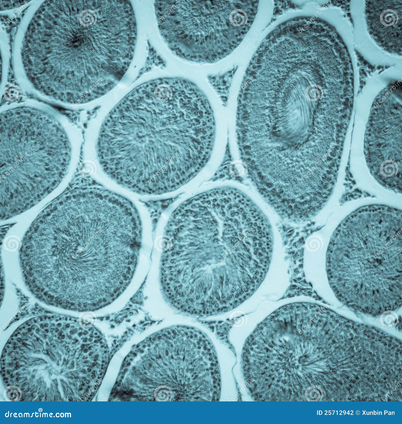 Microscopic Section Of Testis T.S Stock Photography - Image: 25712942
