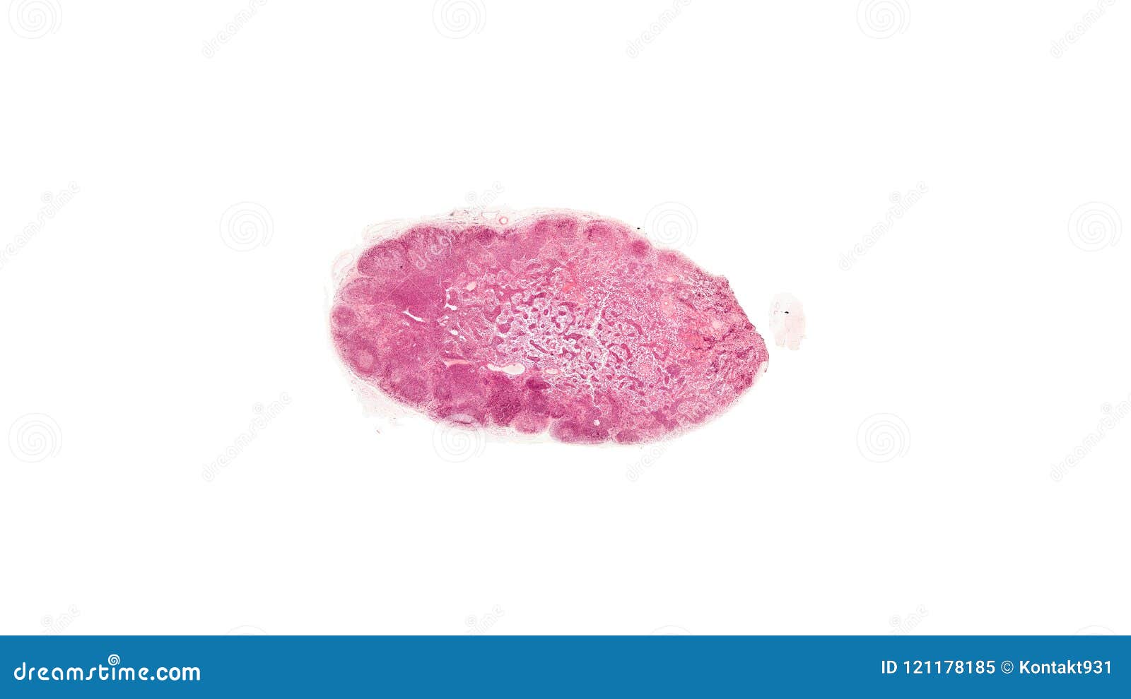 Cross Section Cut Under the Microscope â€“ Microscopic View of Animal Cells  for Education Stock Image - Image of monocot, histology: 121178185