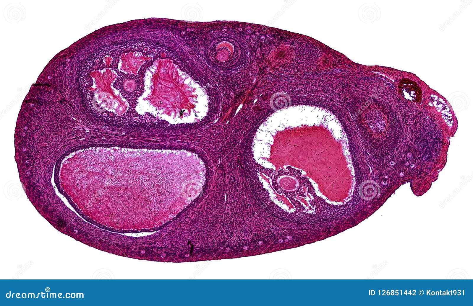 Cross Section Cut Under the Microscope â€“ Microscopic View of Animal Cells  for Education Stock Photo - Image of biology, heart: 126851442
