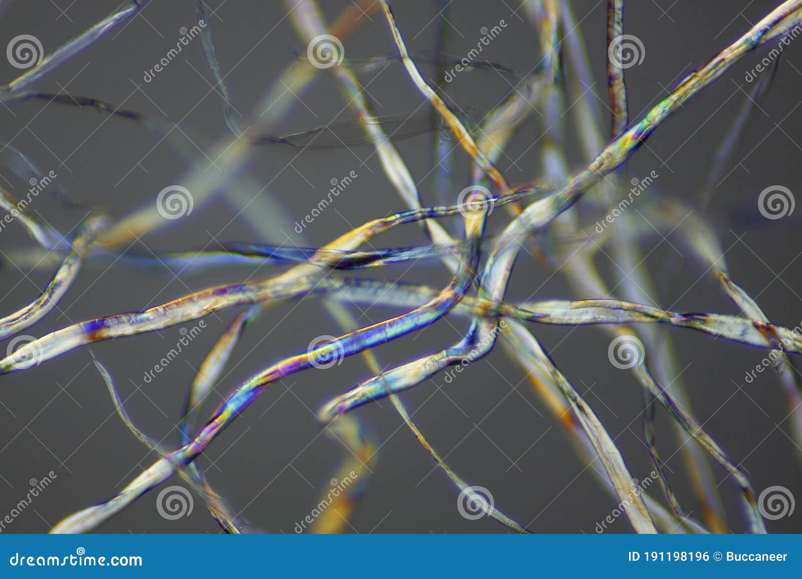 microscopic view of a cotton fibers